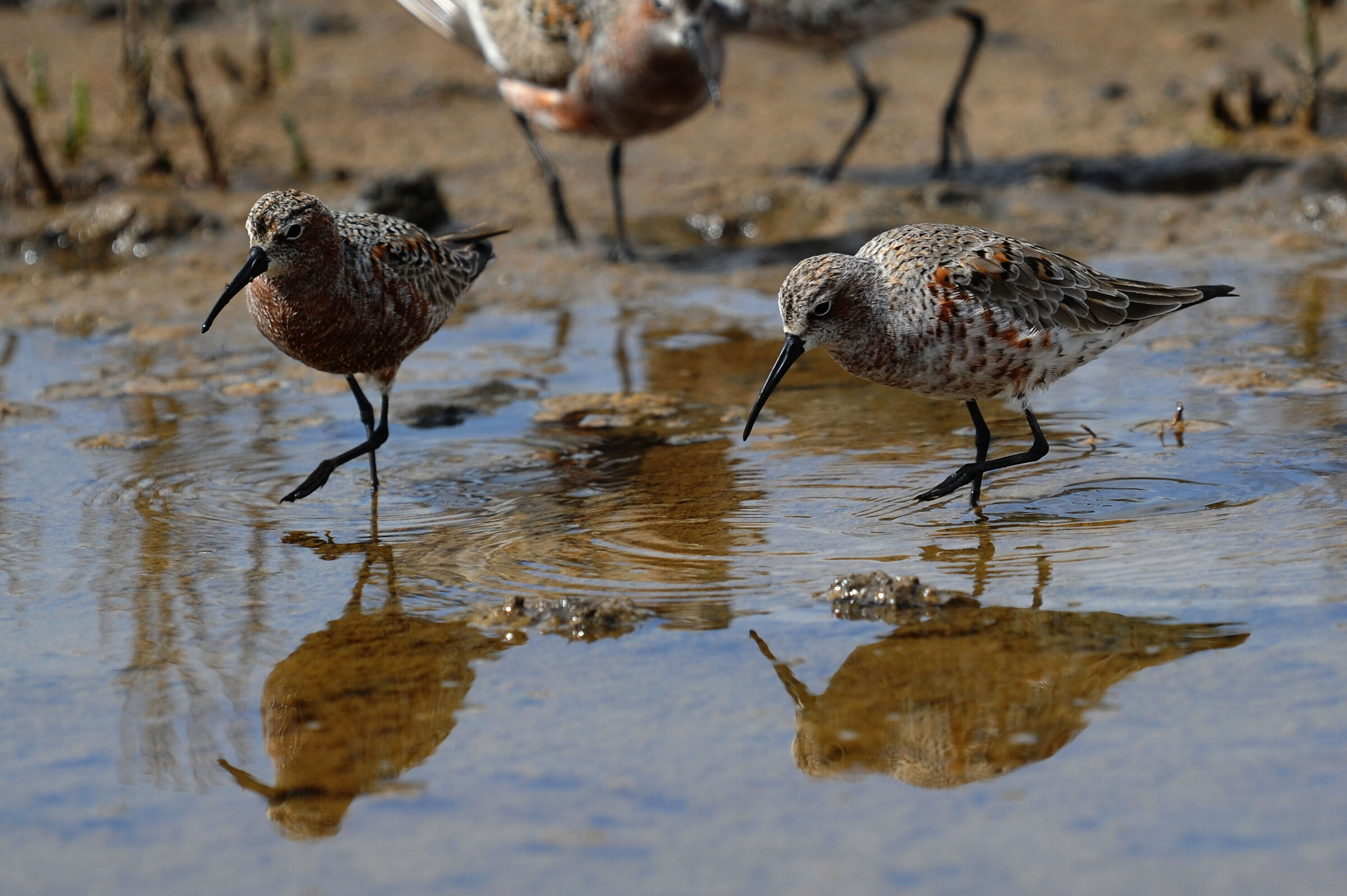 curlew sandpiper