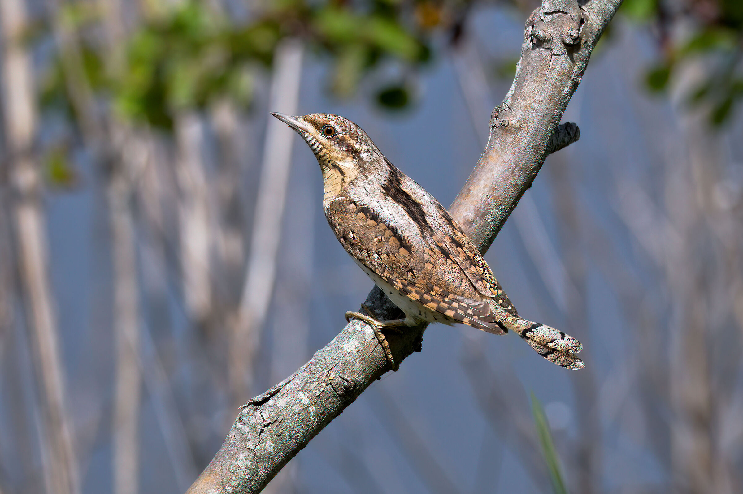Torcicollo(Jynx torquilla)