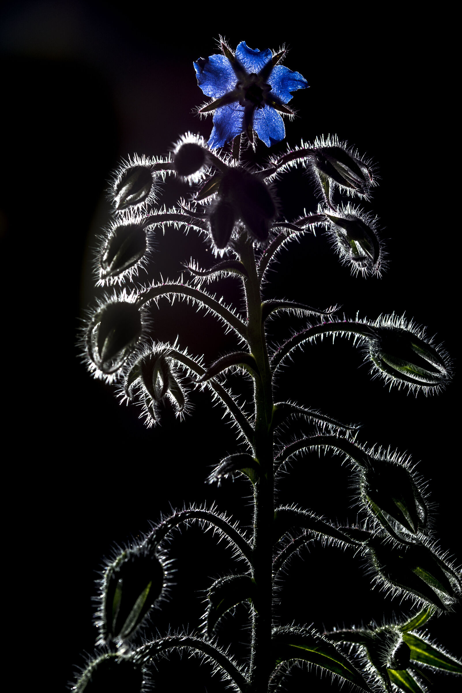 borage