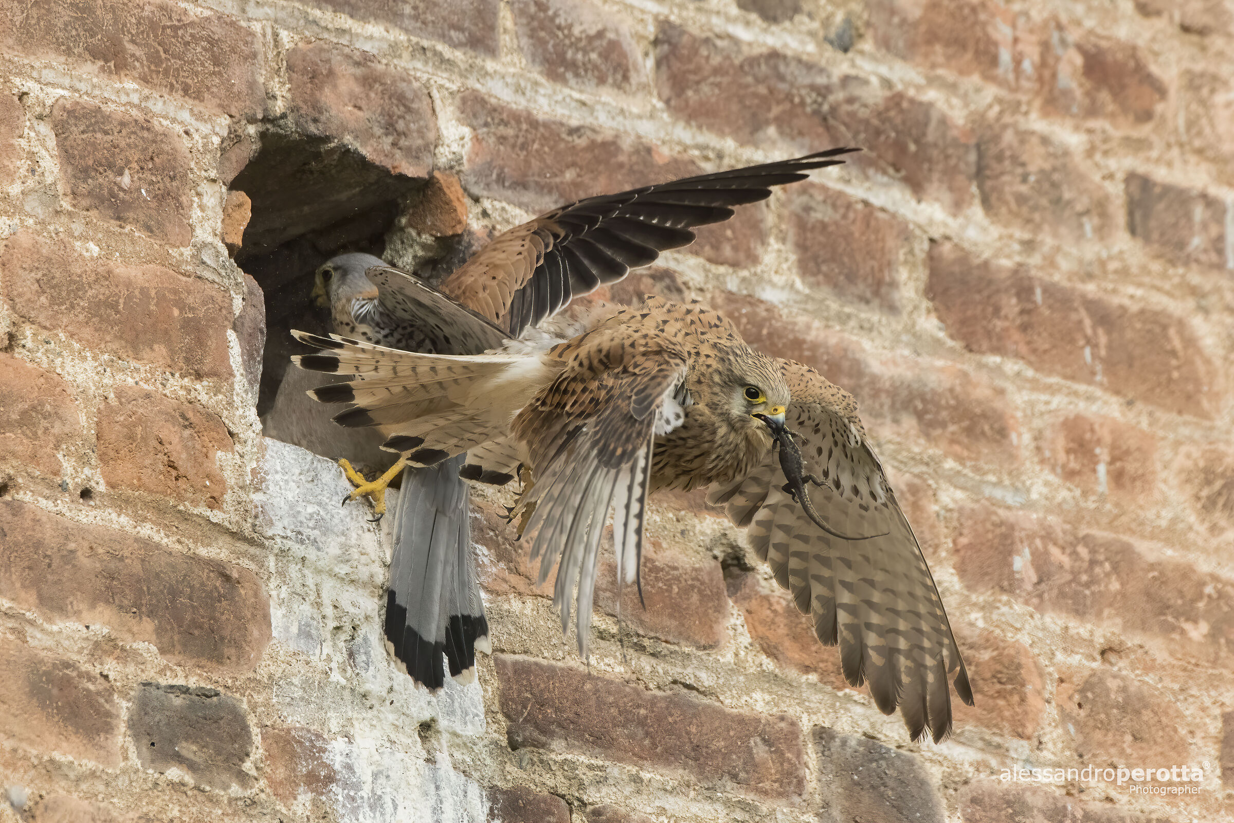 Tinnunculus Falcon (M,F)