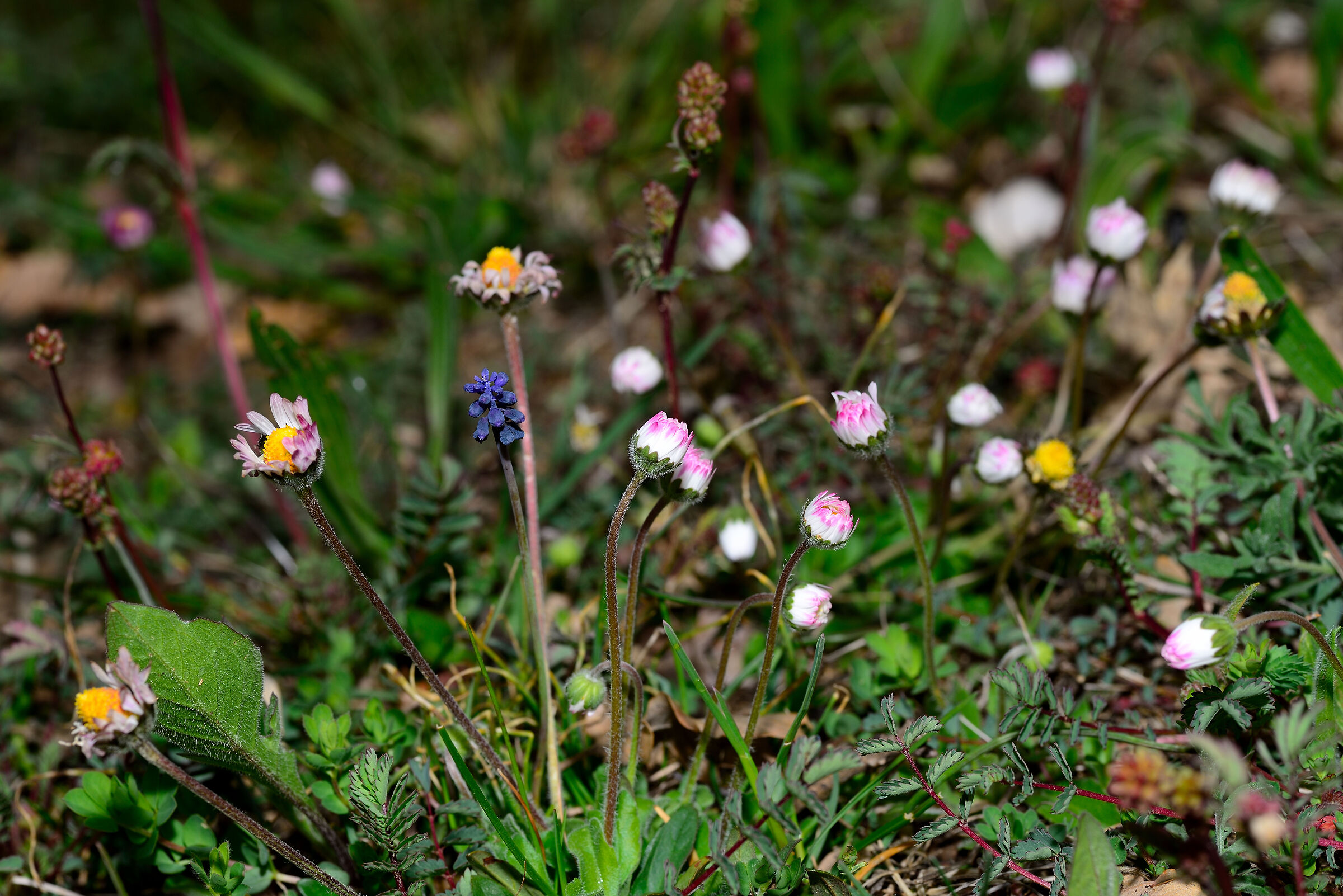 gathering of flowers