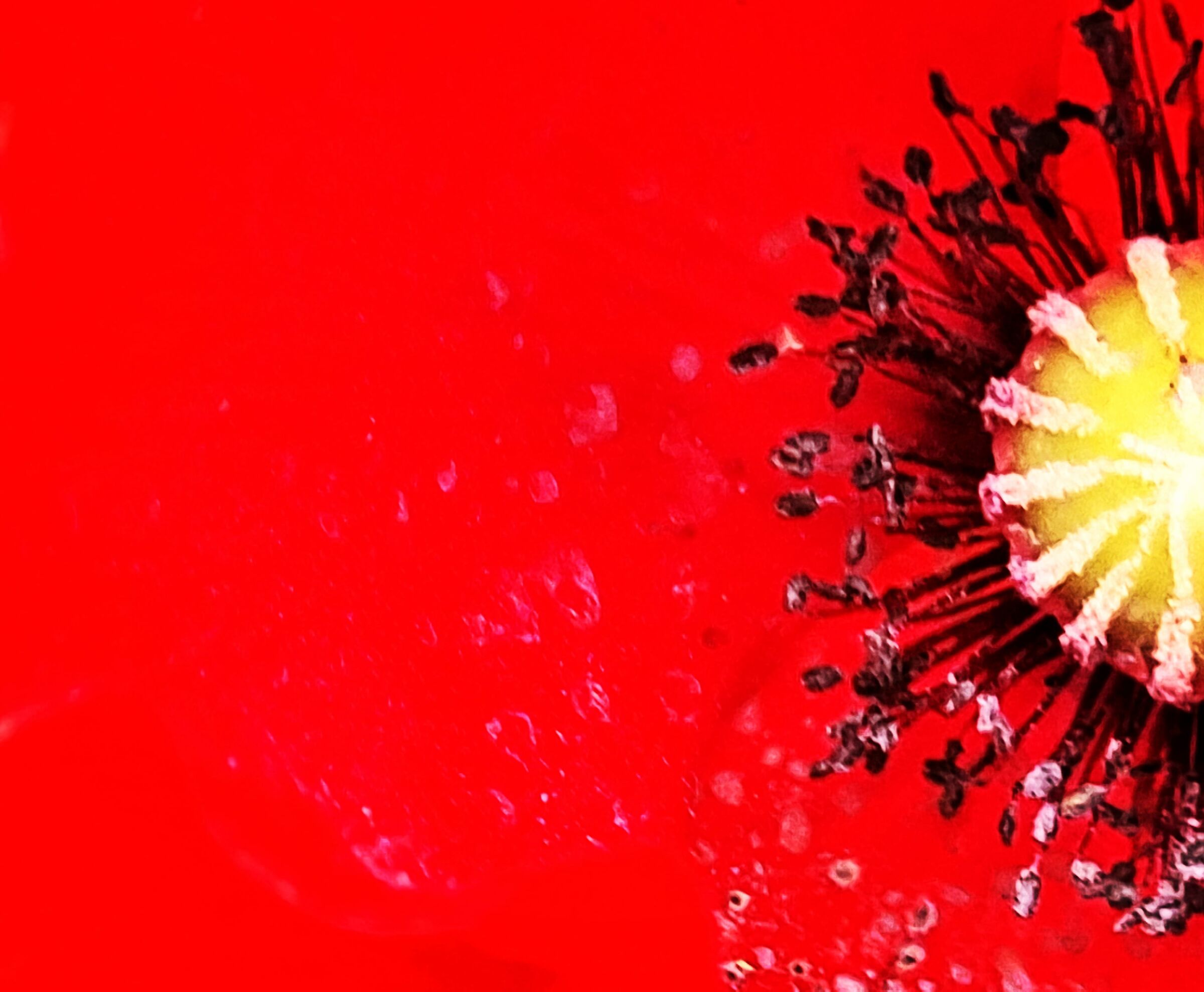 Rosso