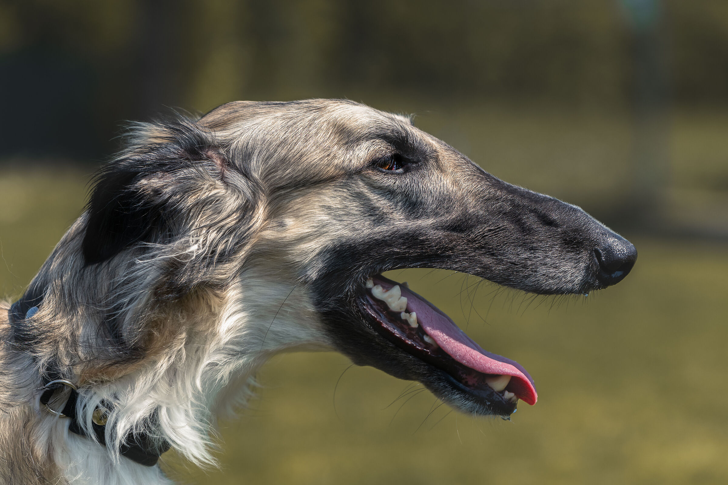 Portrait of Russian Greyhound. Russian Wolfhound.