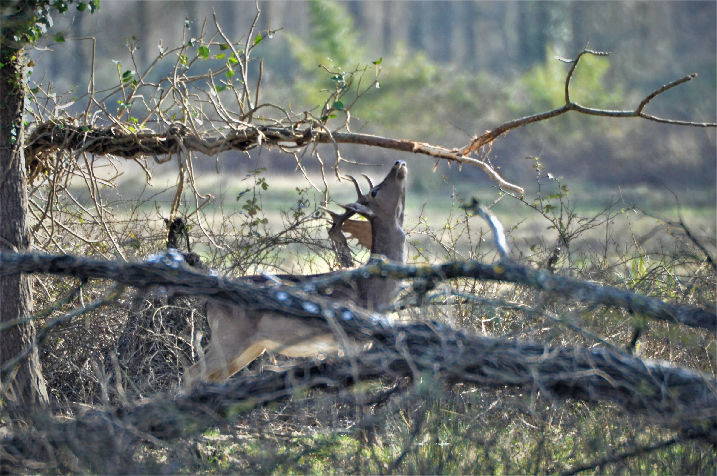 fallow deer
