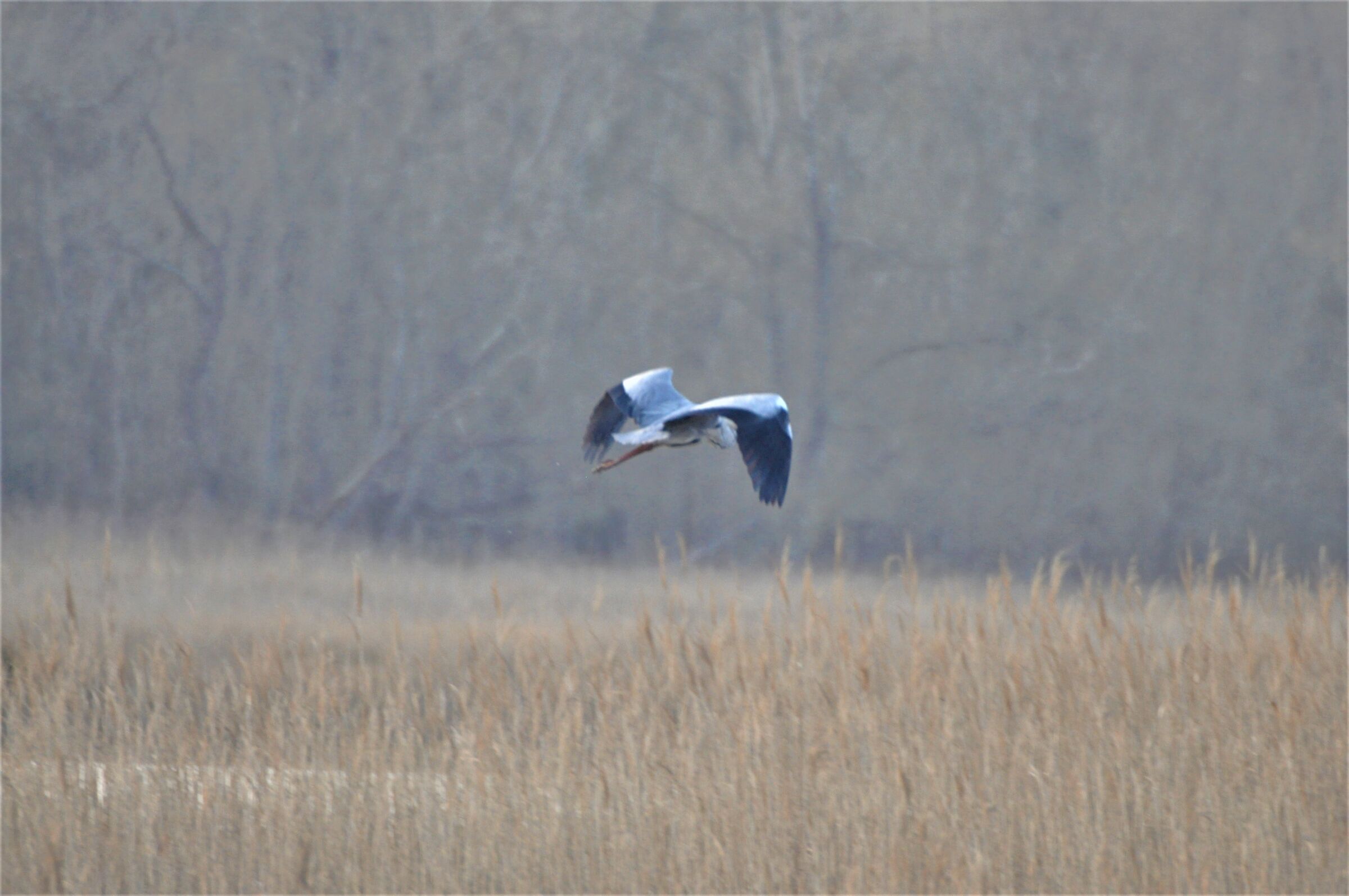 The Ash Heron Flight