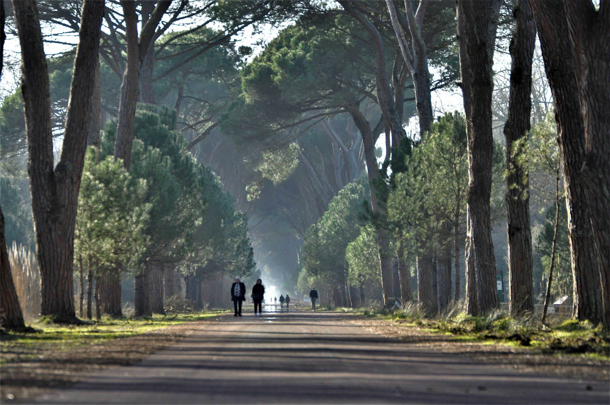 Pine tunnel