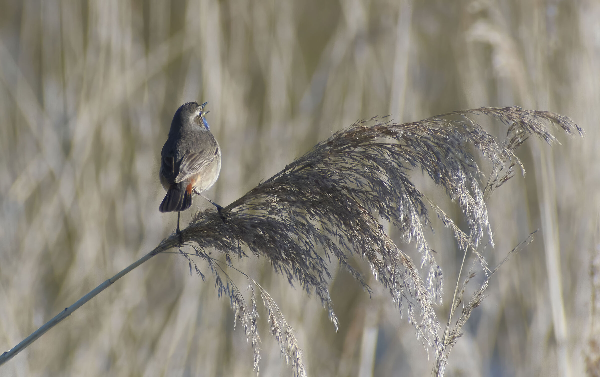 Bluethroat