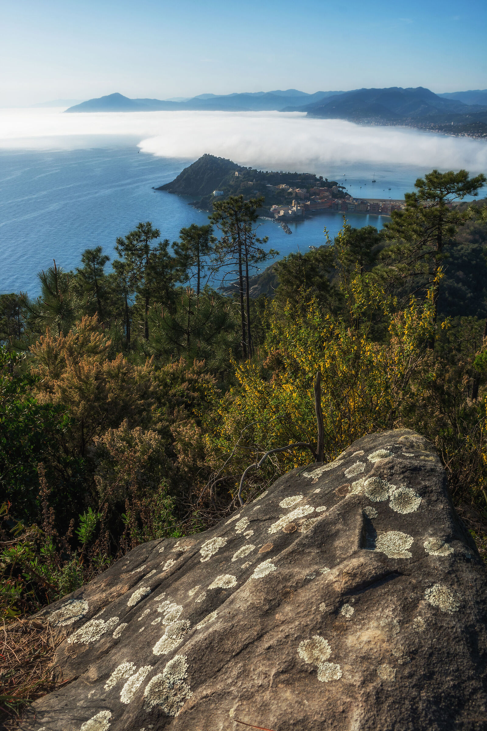 Sestri and the Caligus