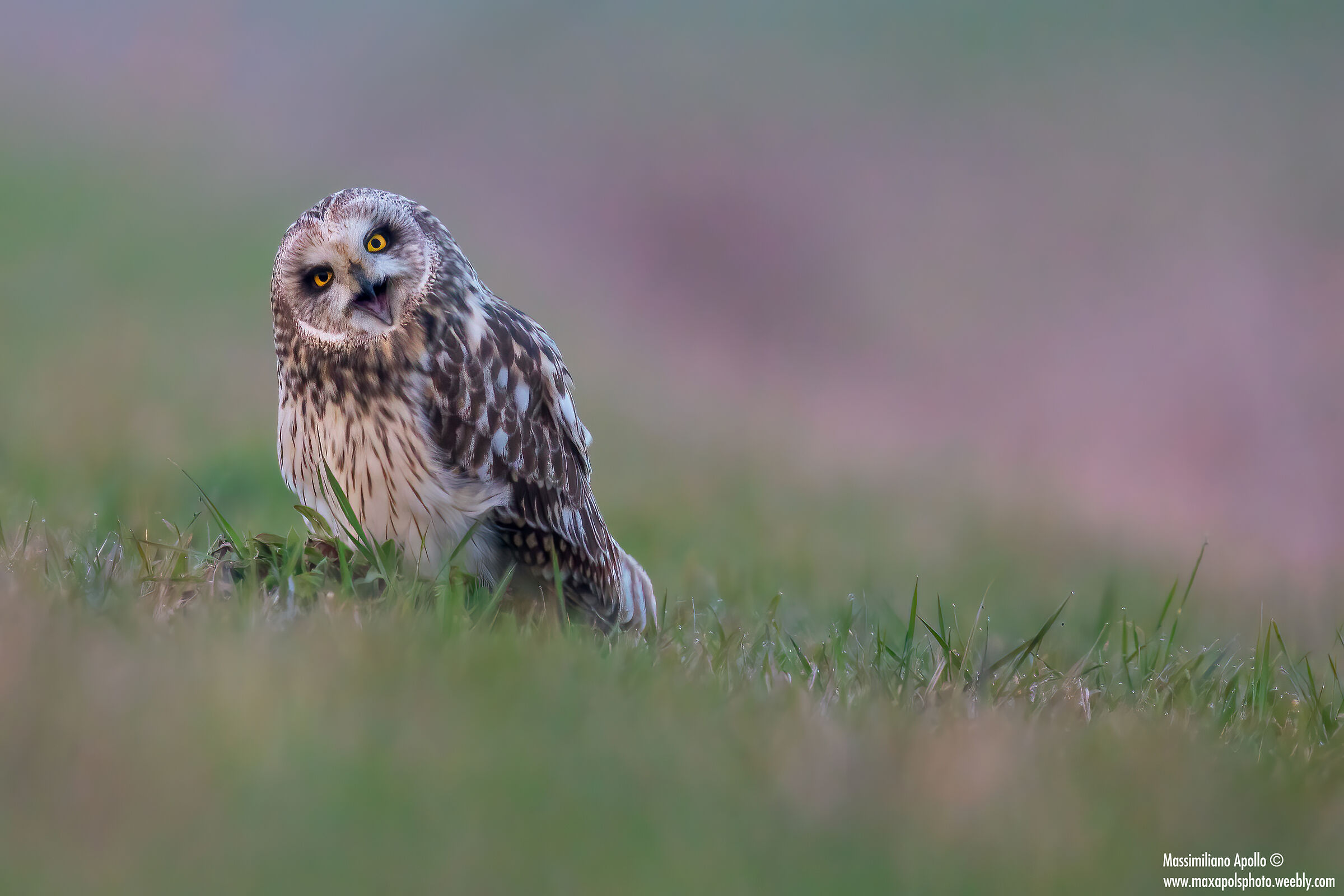 il mio amico simpatico...