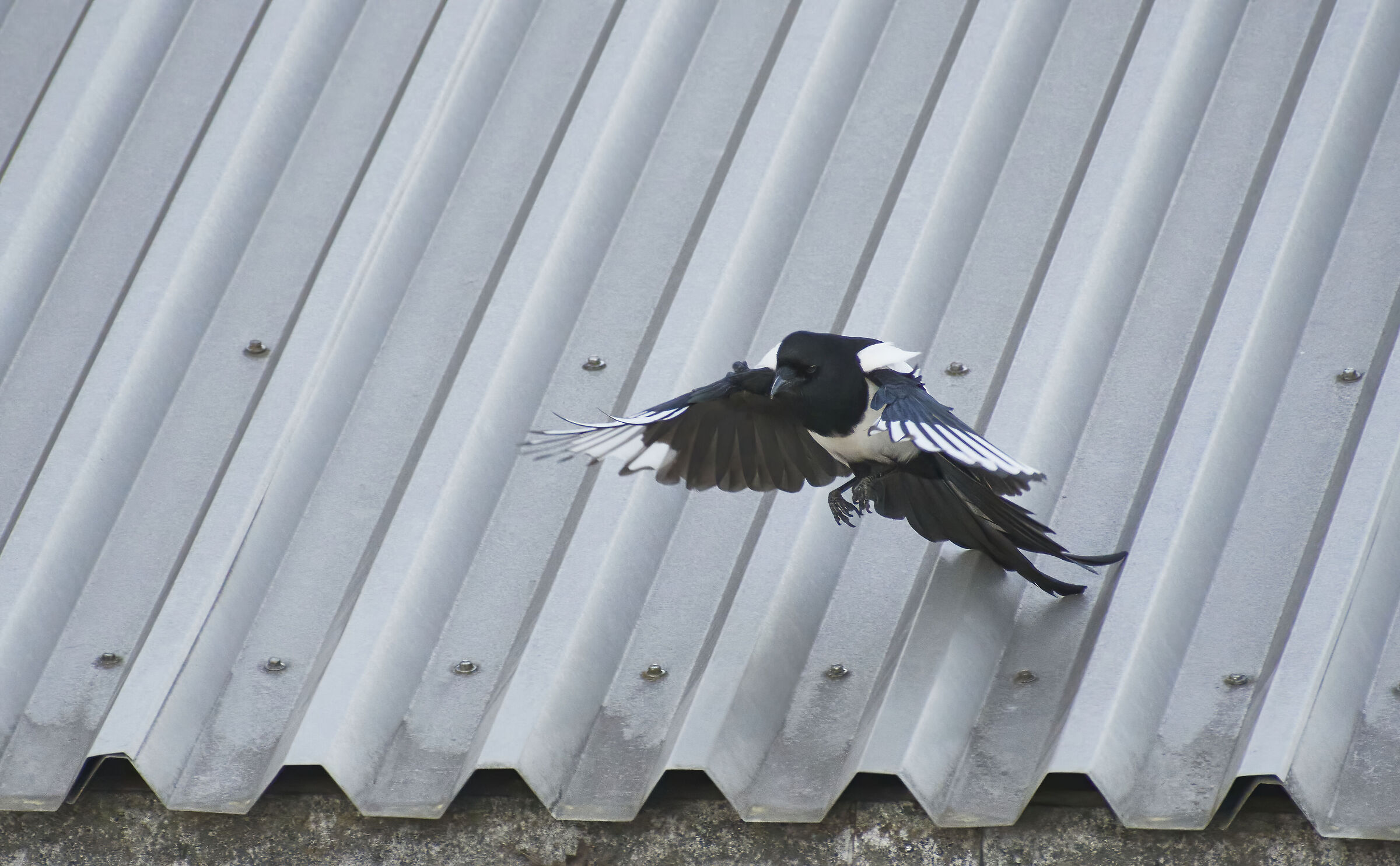 Mapgpie testshot ISO 6400