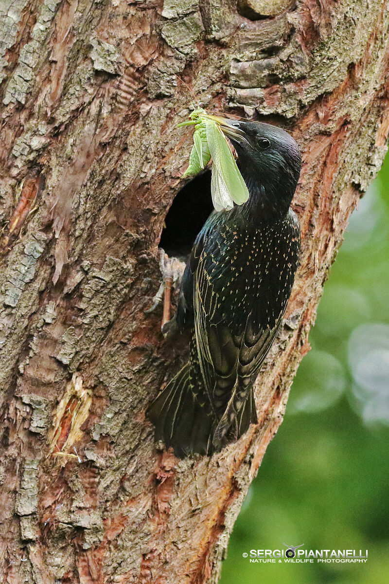 starling