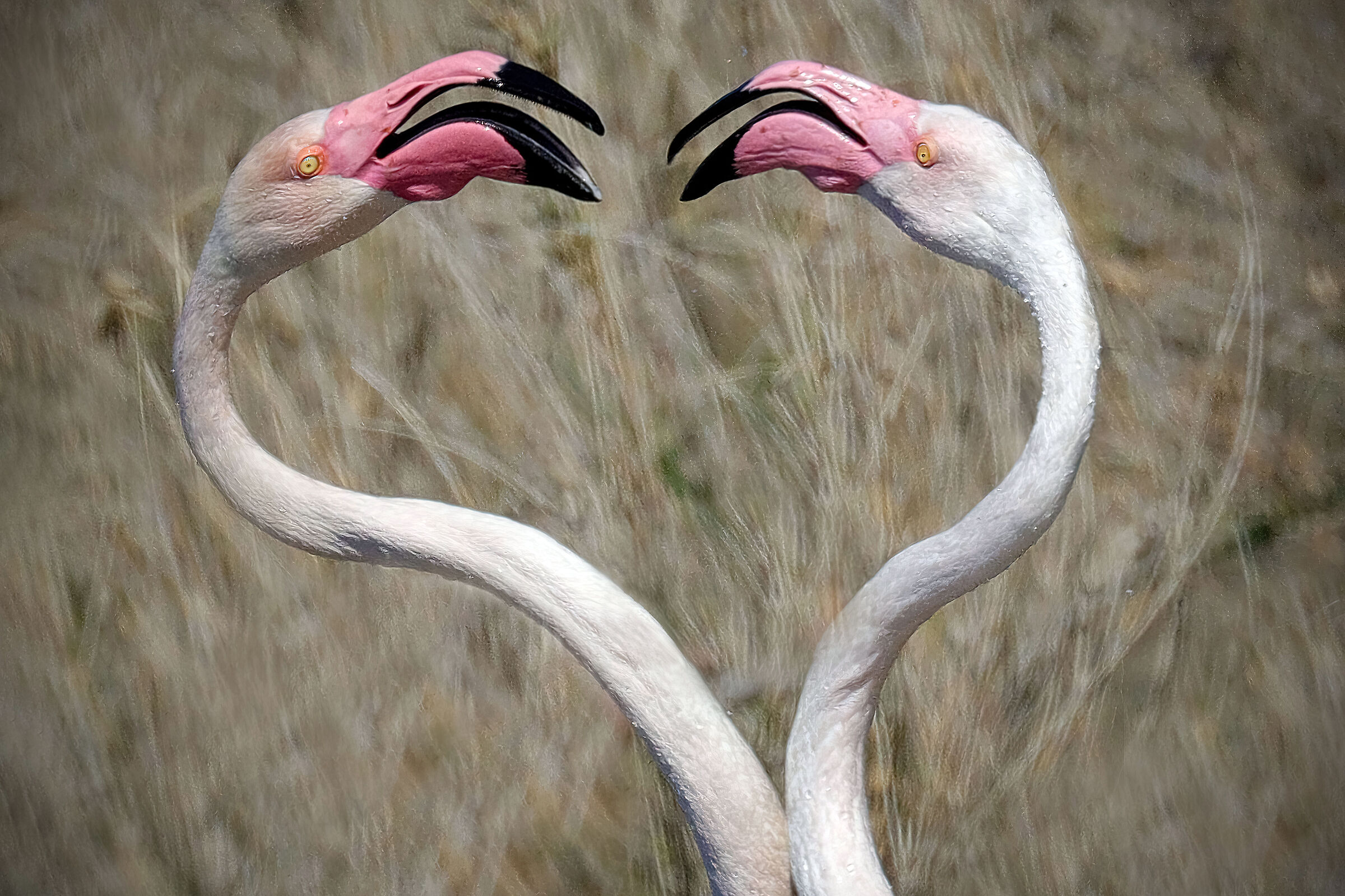 Pink flamingos
