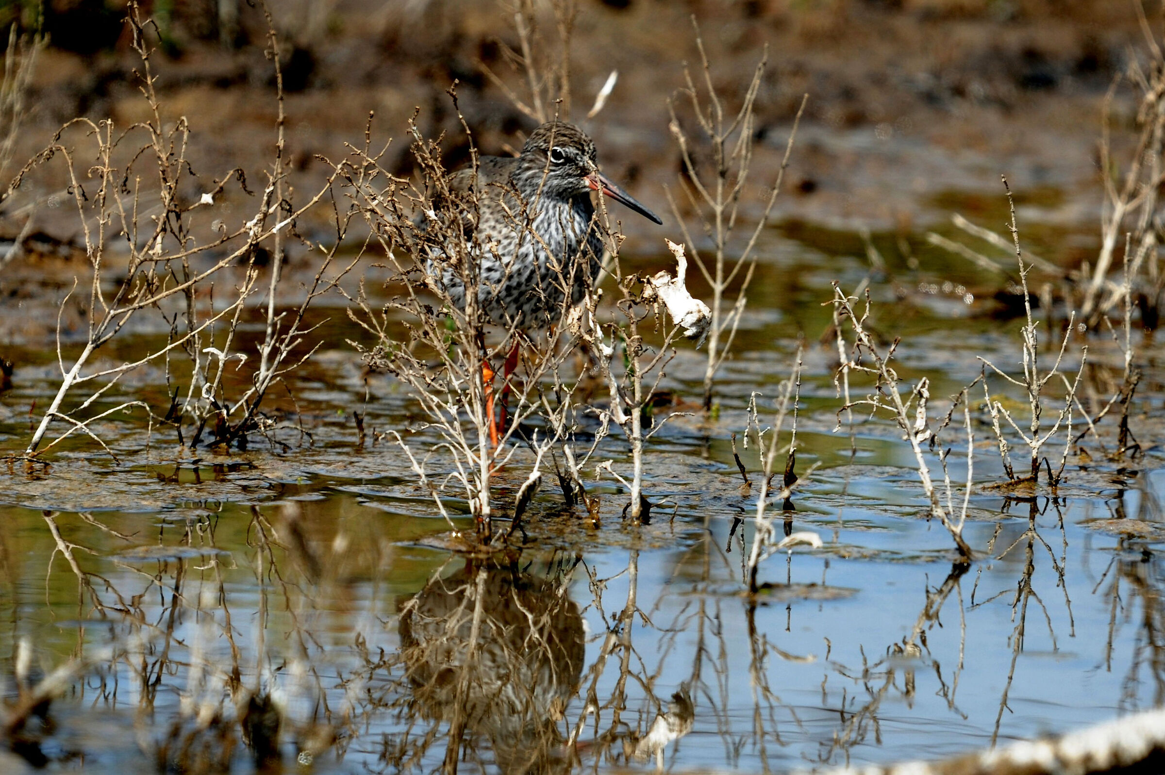 redshank