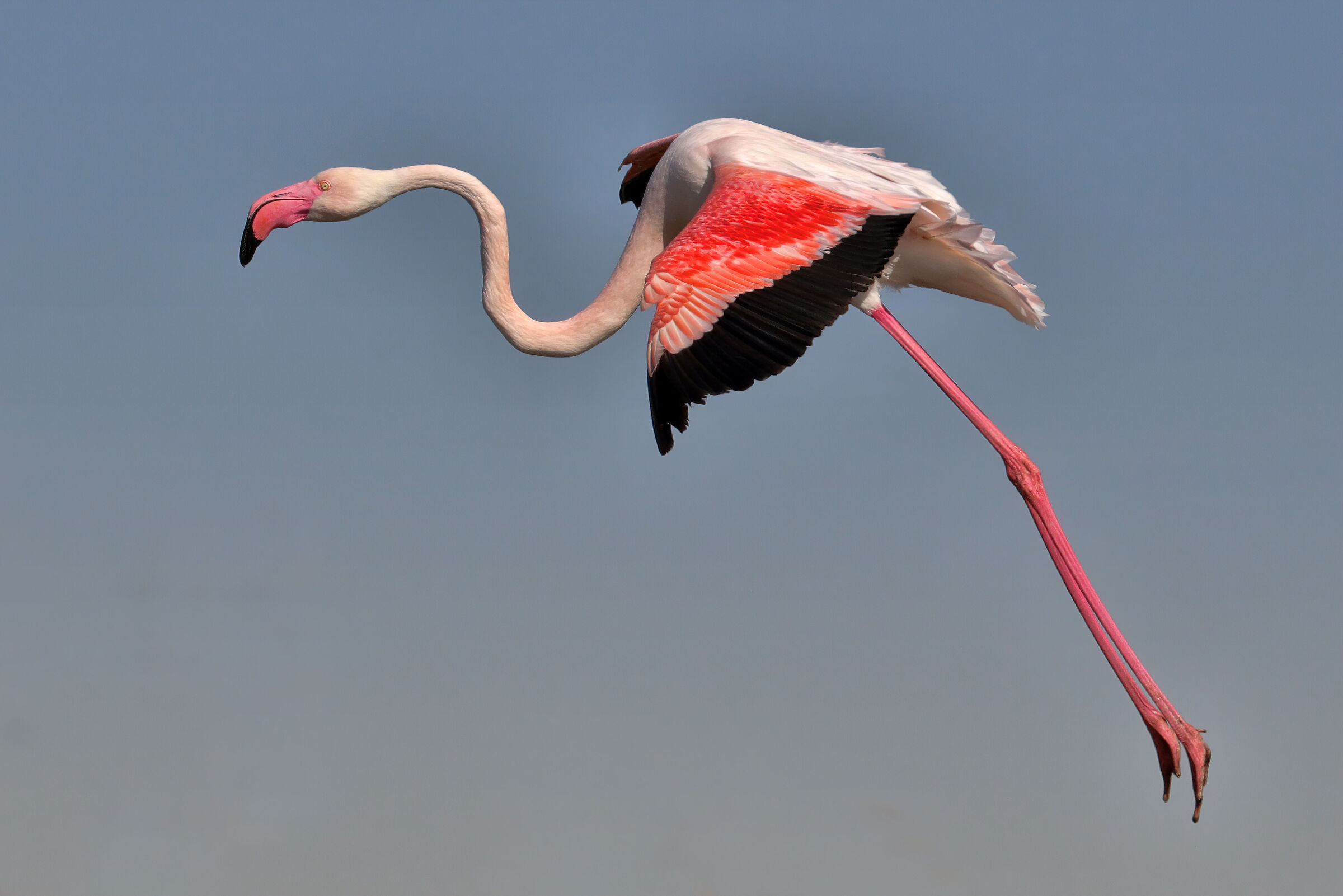Pink flamingo