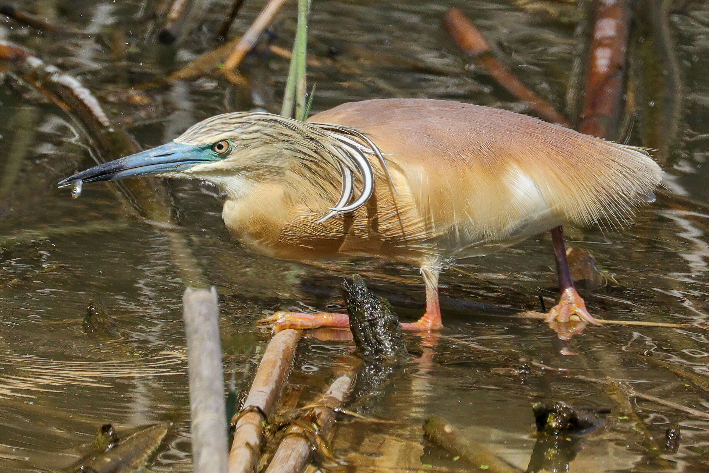 squacco heron