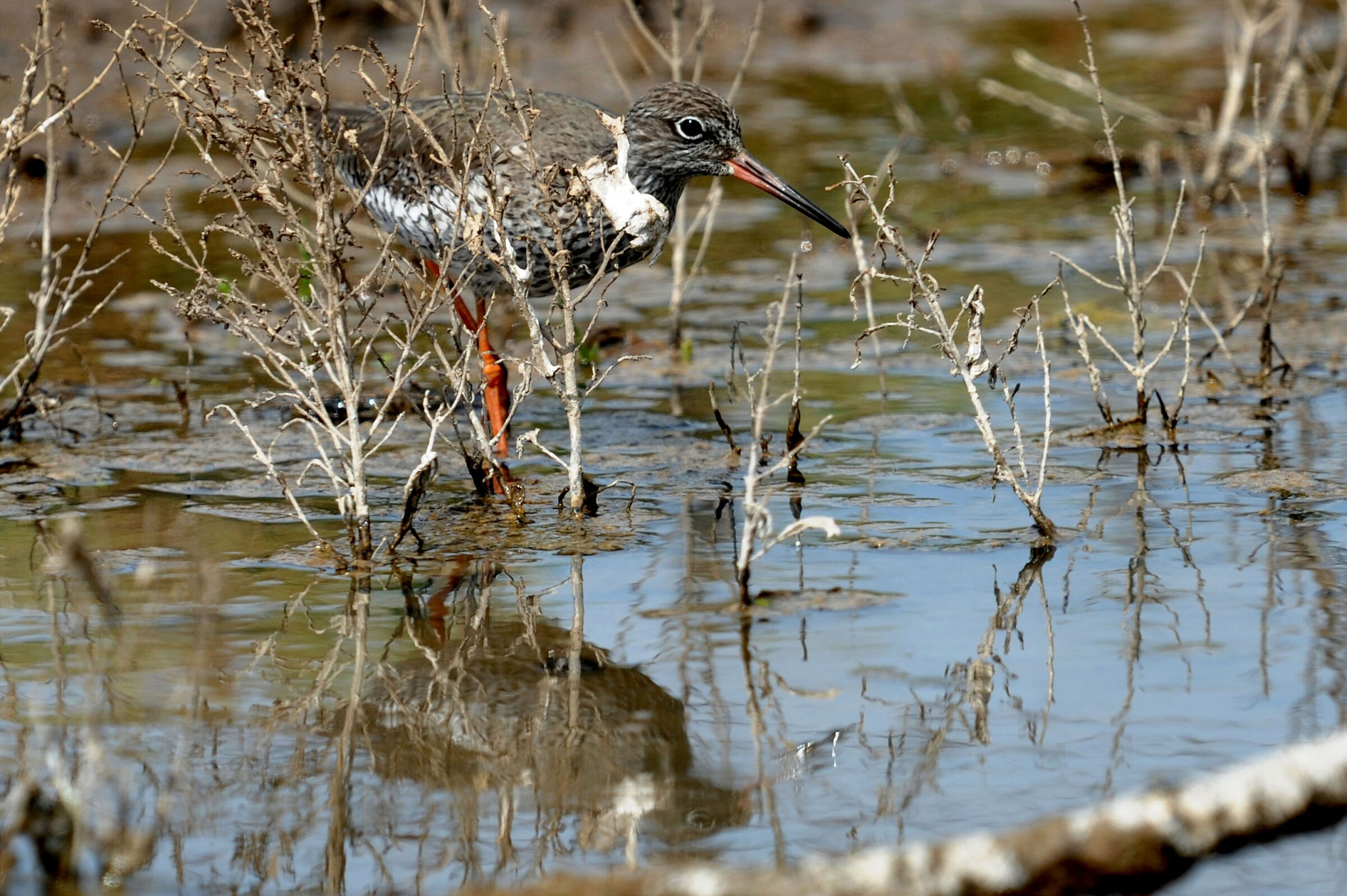 redshank