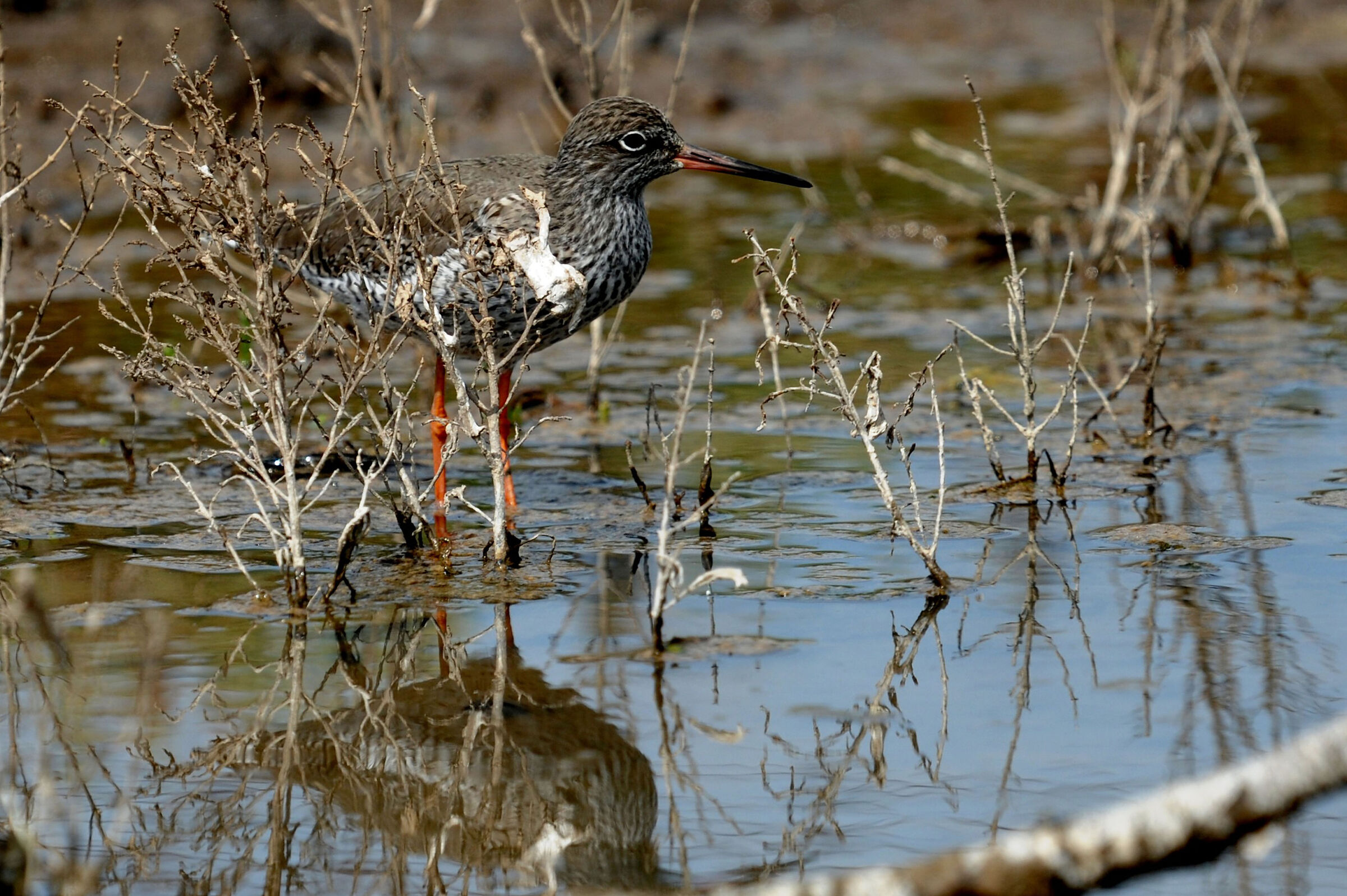 redshank