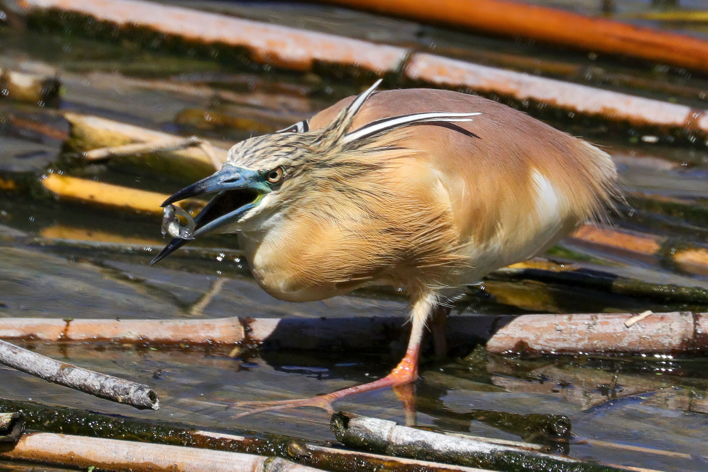 squacco heron