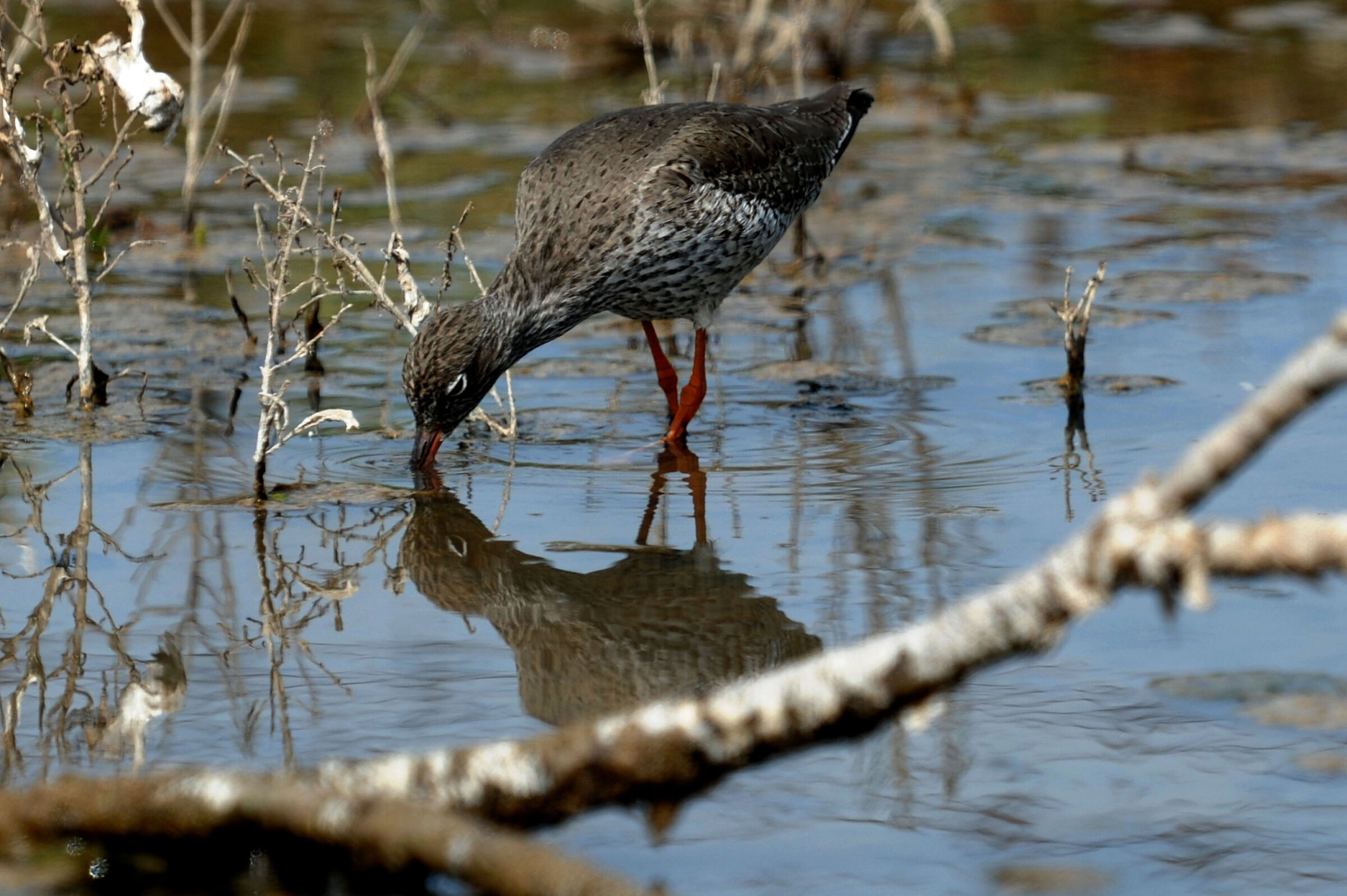redshank
