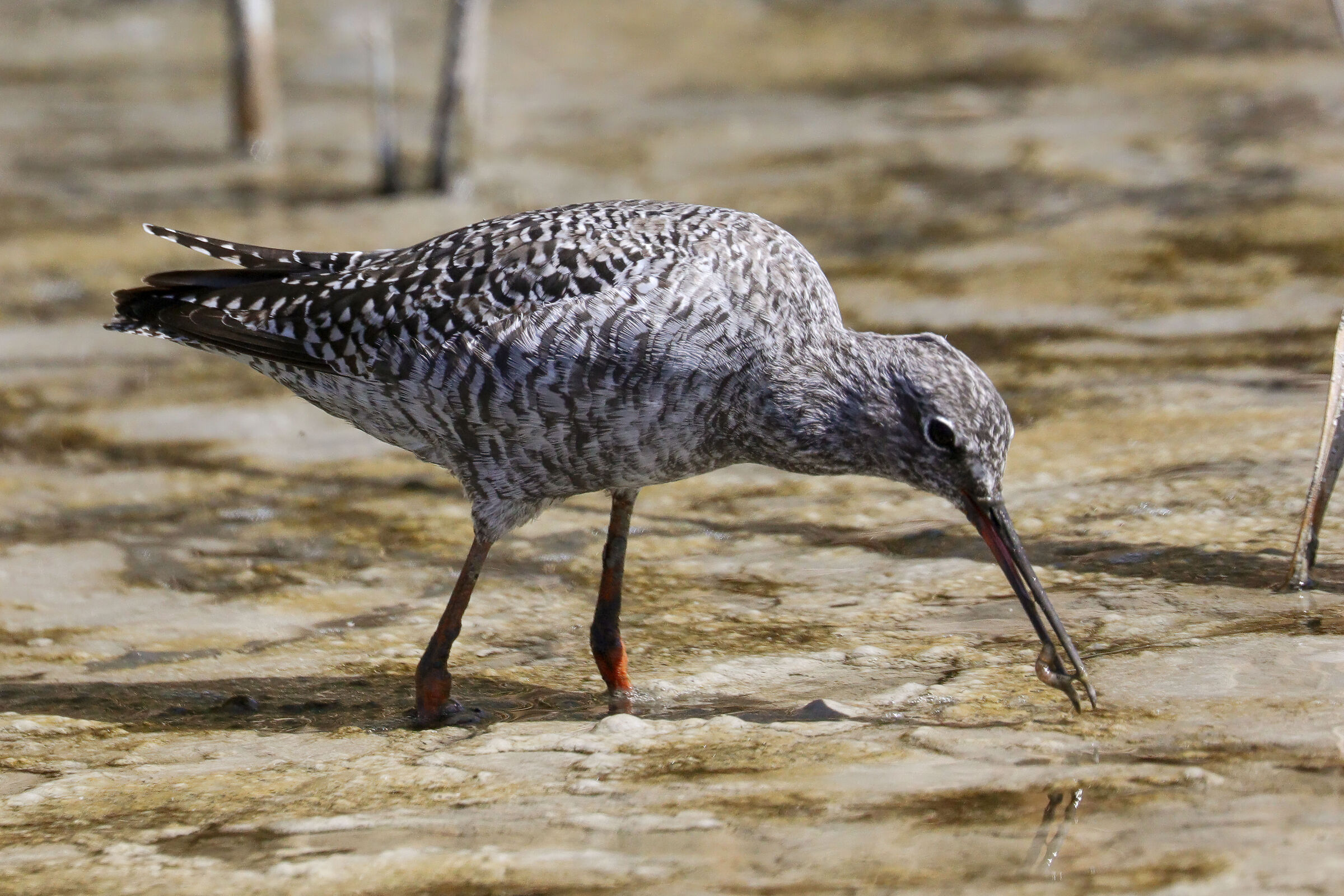 Totano moro - Wikipedia