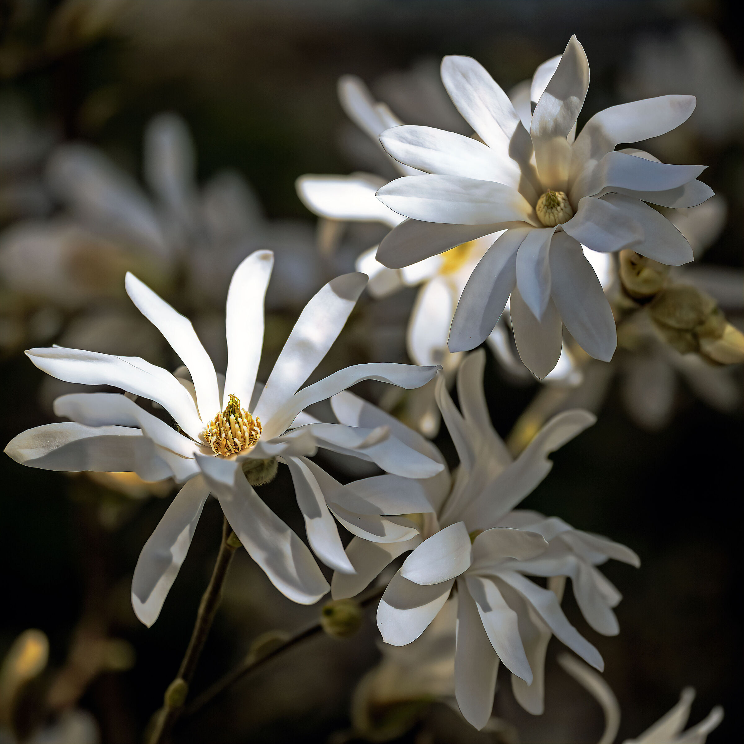 magnolia