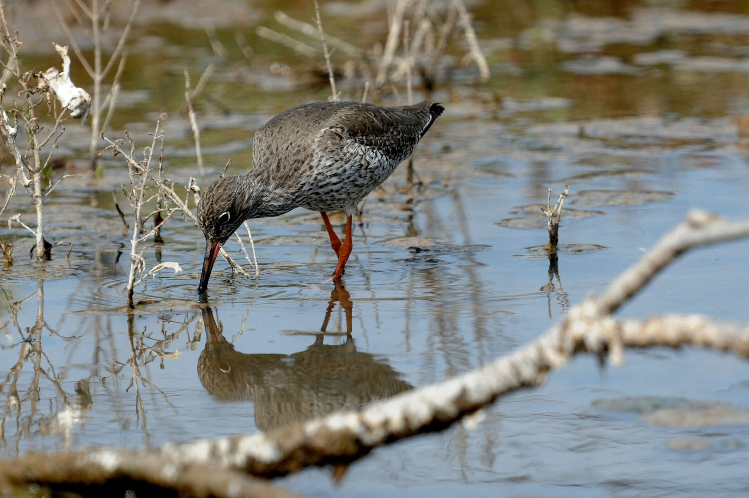 curlew sandpiper