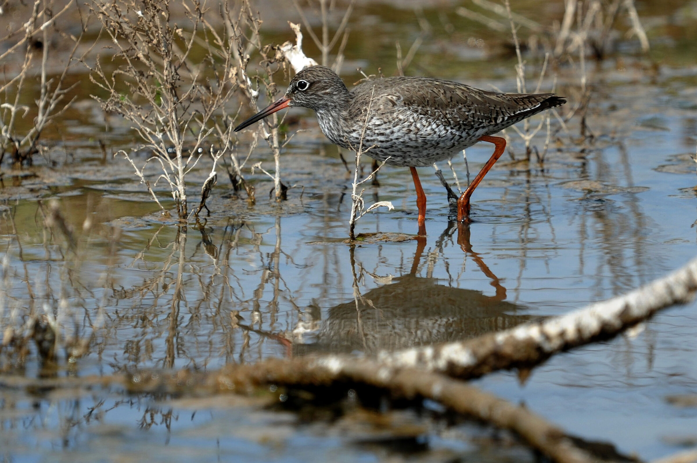 curlew sandpiper