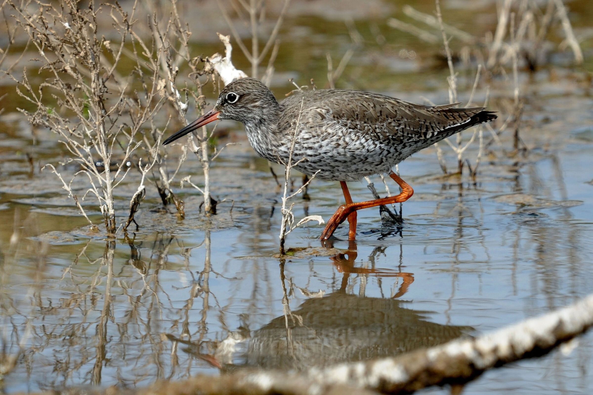 curlew sandpiper