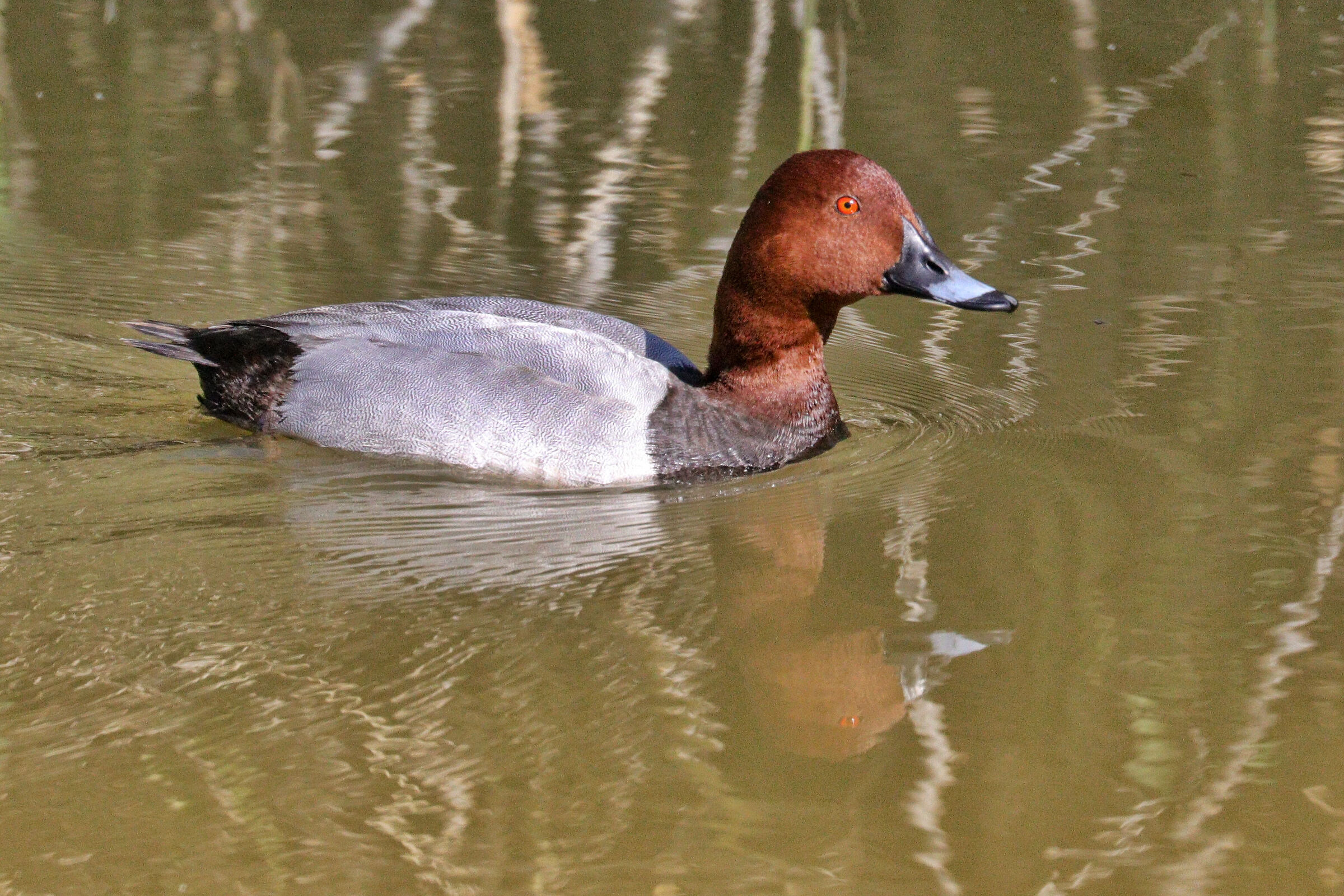 common pochard