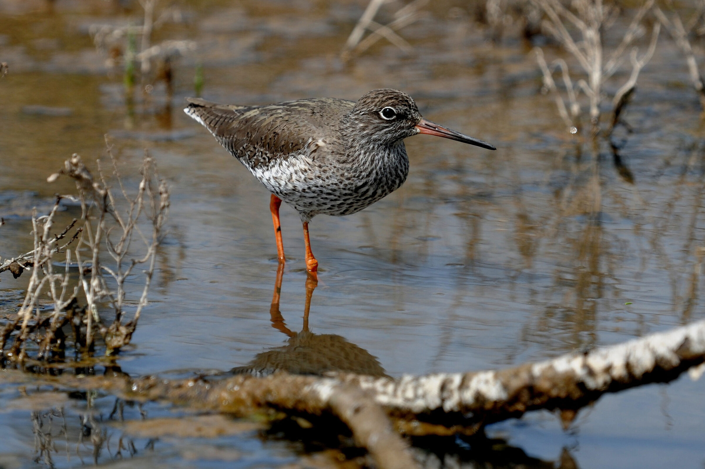 curlew sandpiper