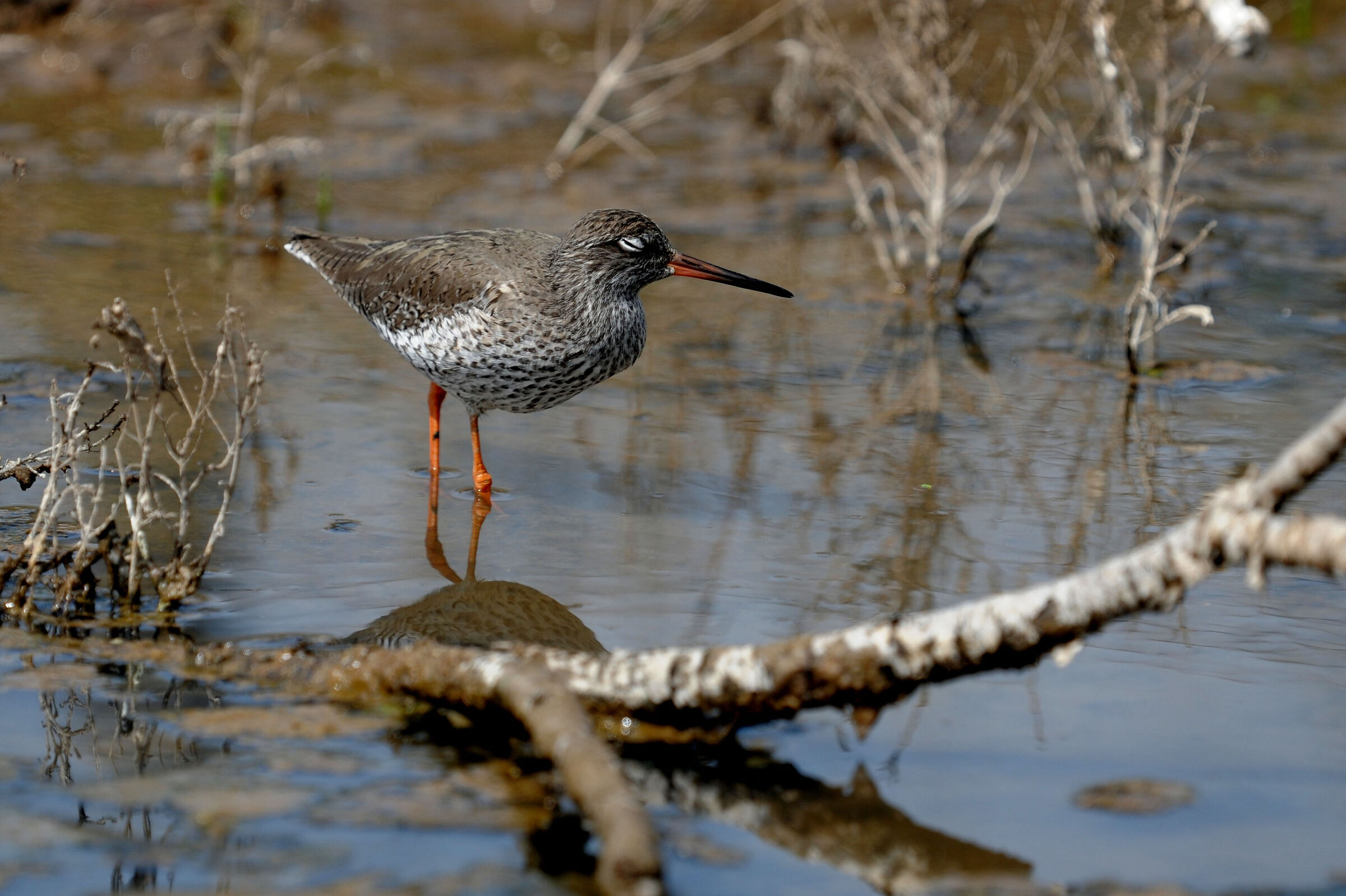 curlew sandpiper