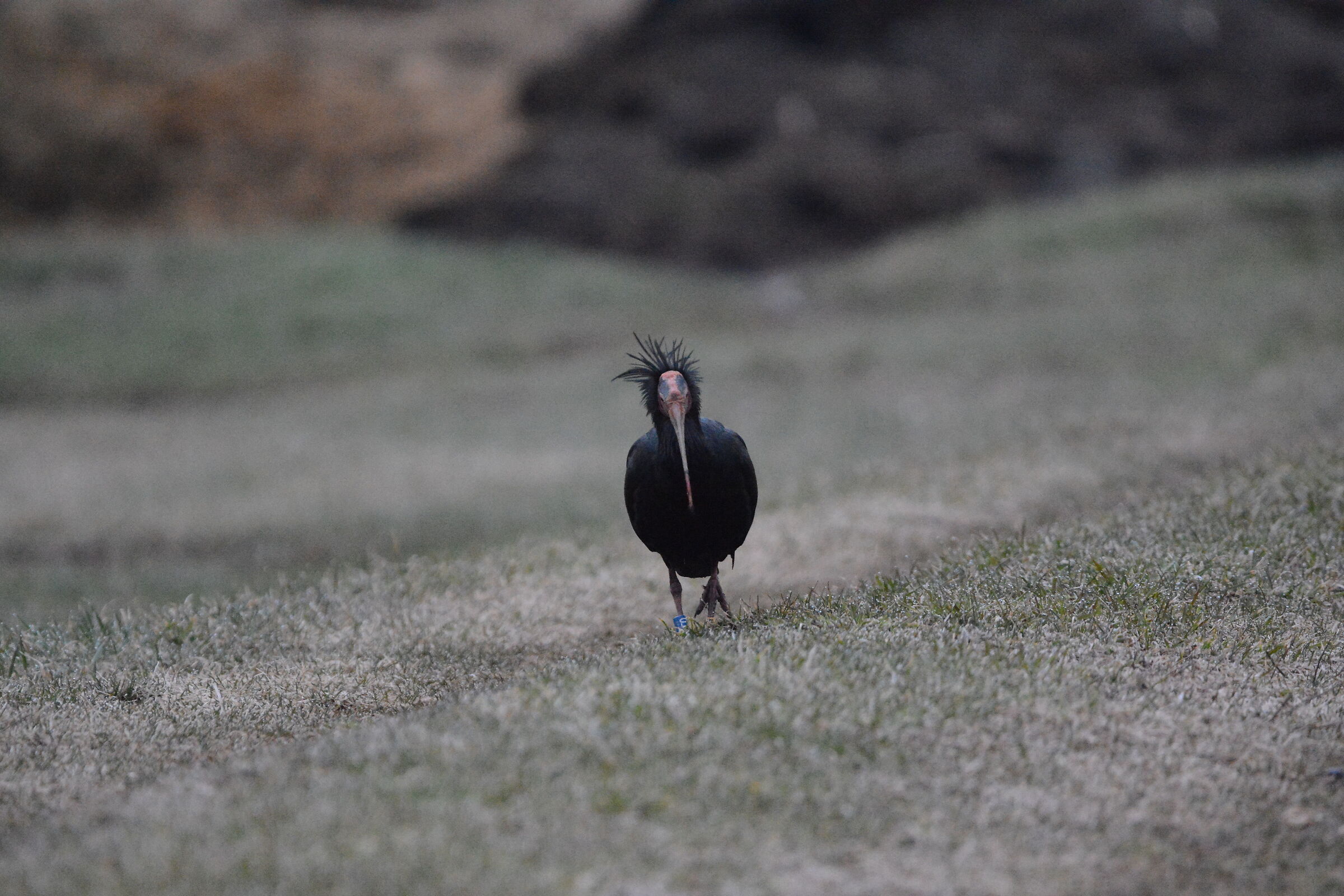 Hermit Ibis (Geronticus hermit) - April - Salem