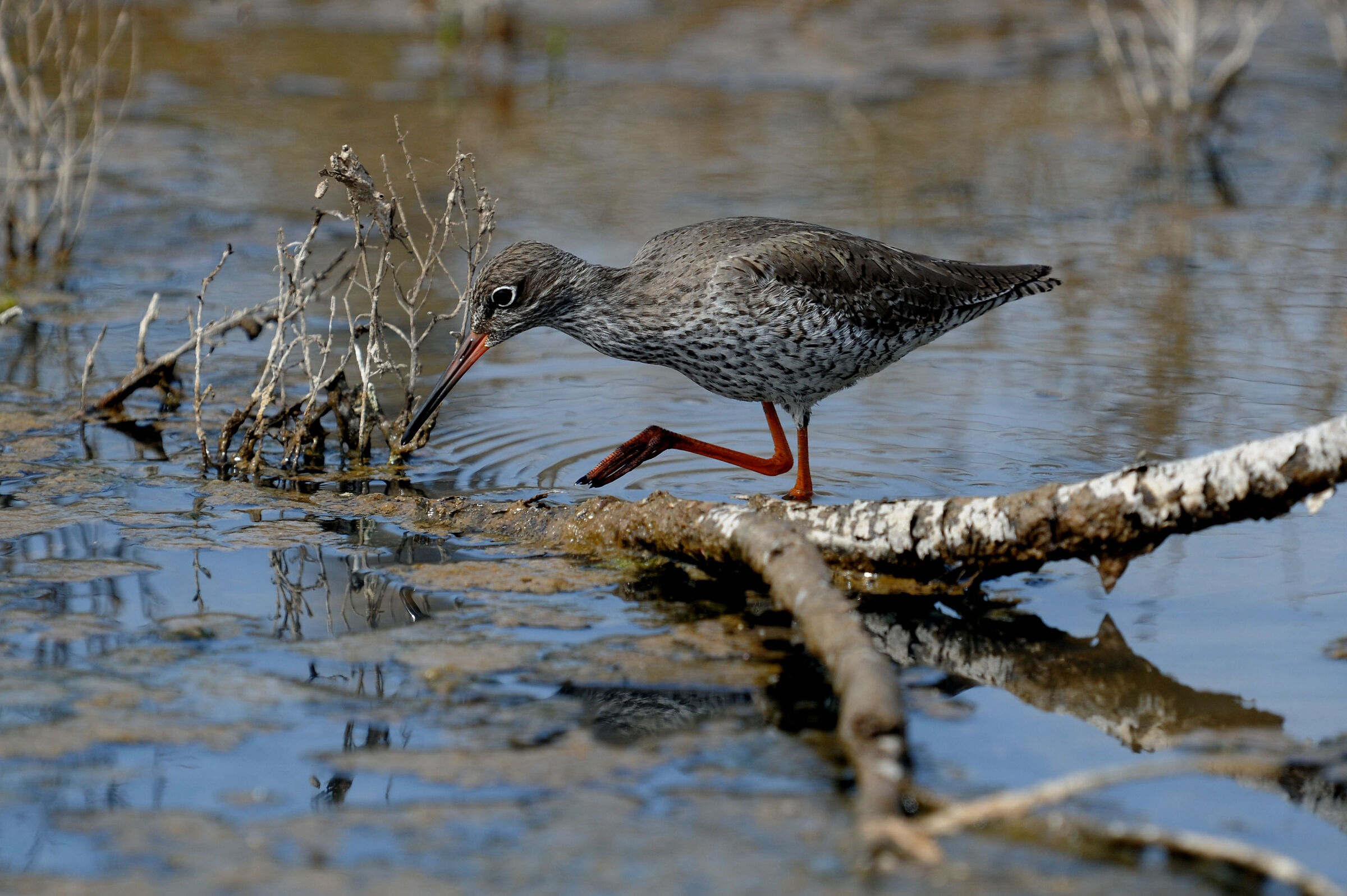curlew sandpiper