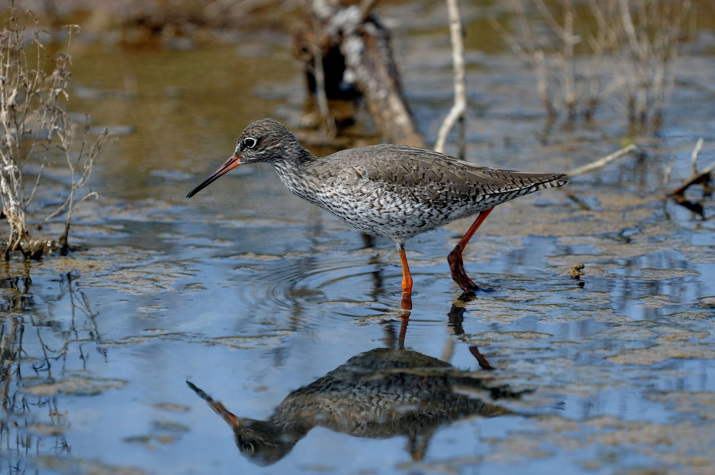 curlew sandpiper