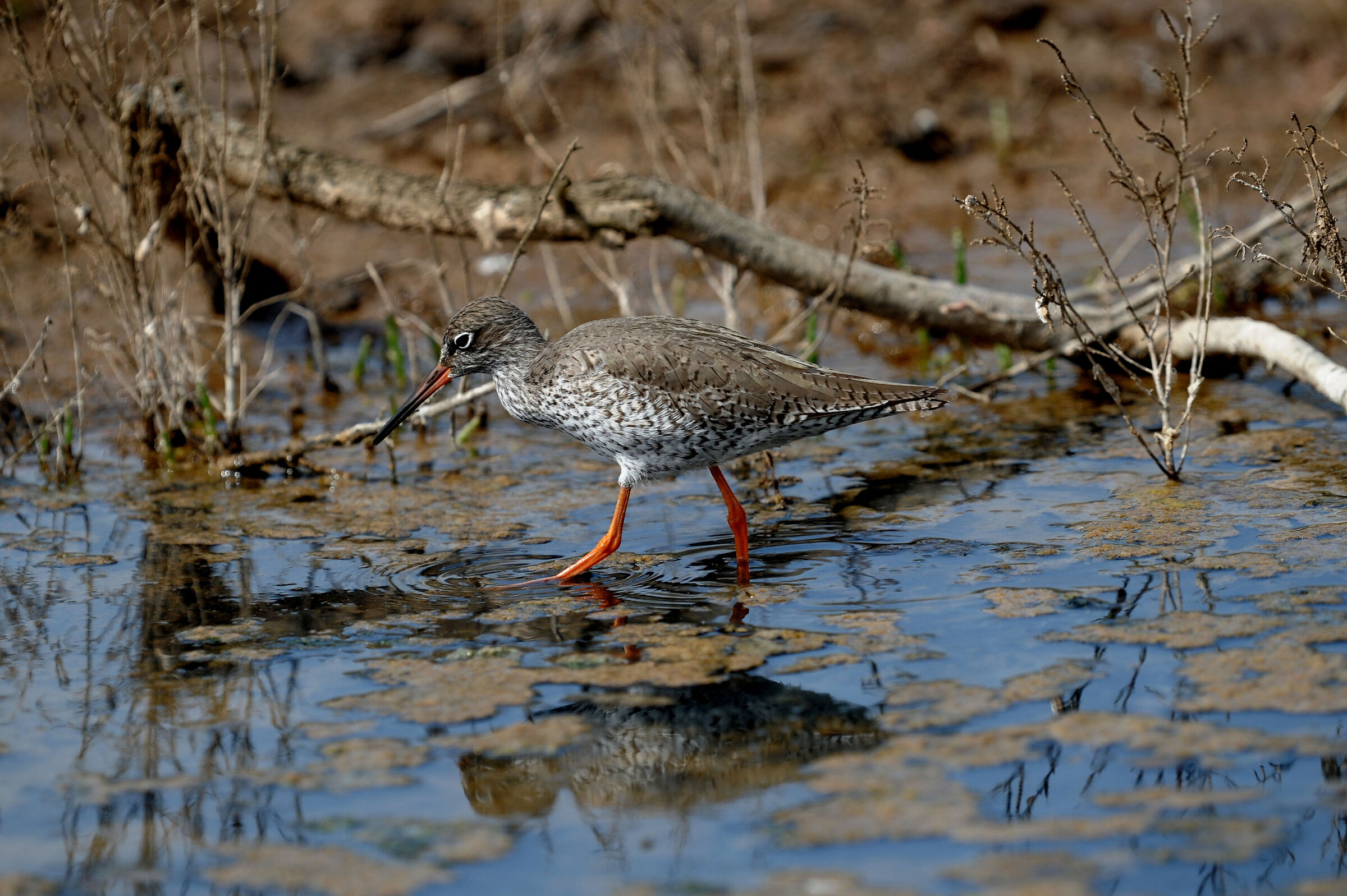 curlew sandpiper