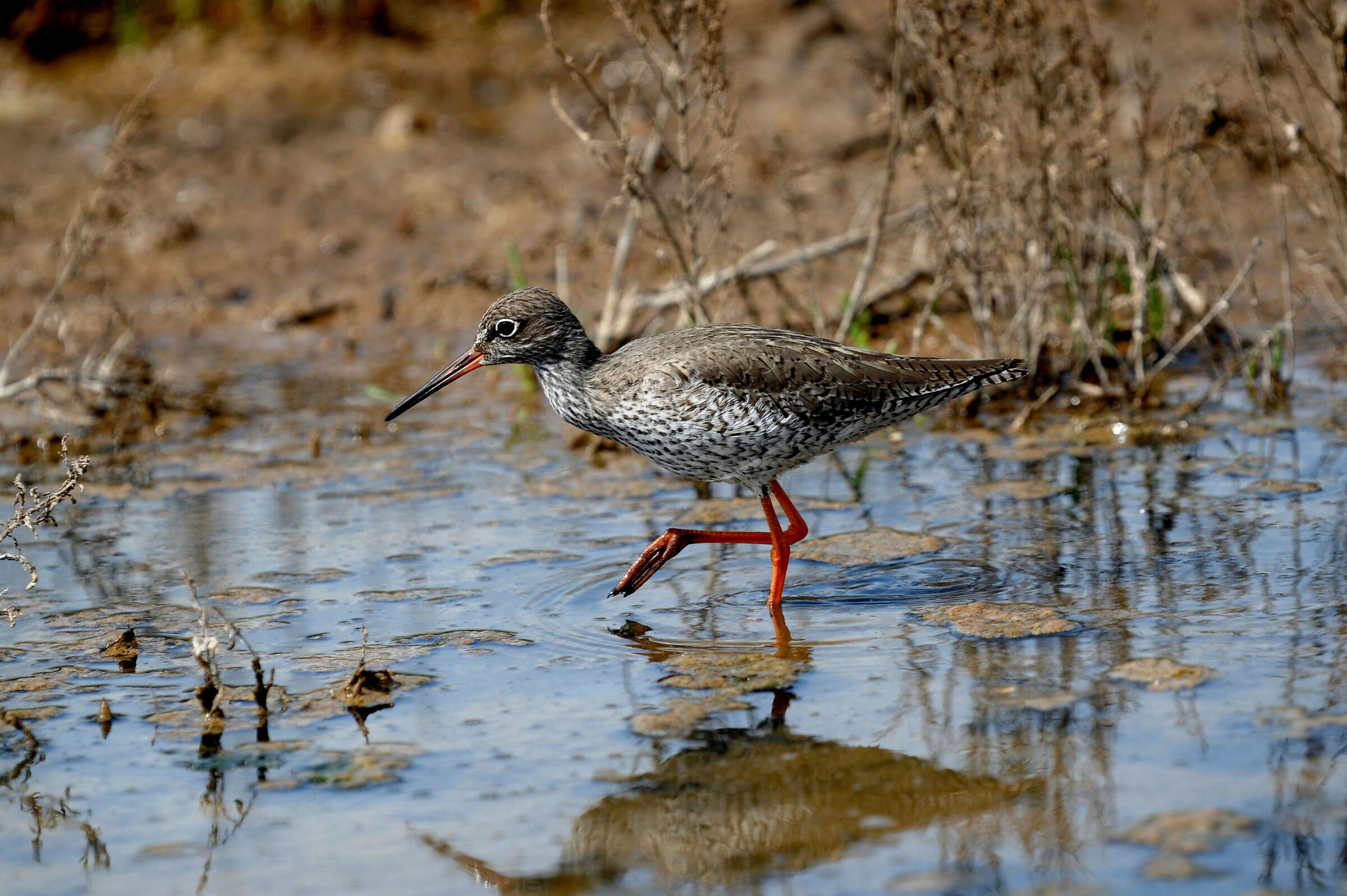 curlew sandpiper