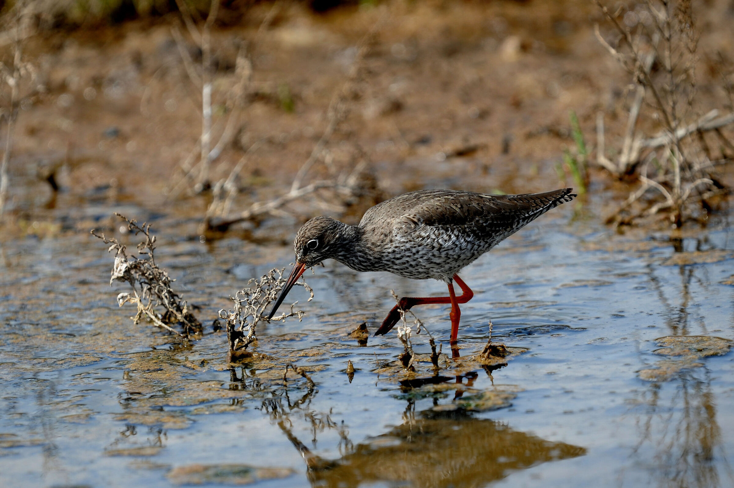 curlew sandpiper