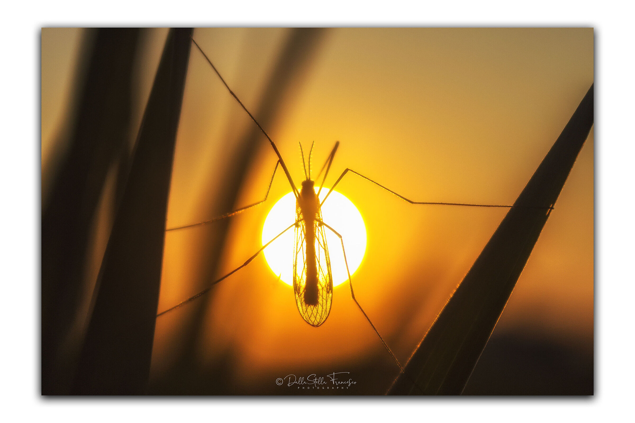 L'abbraccio della Tipula