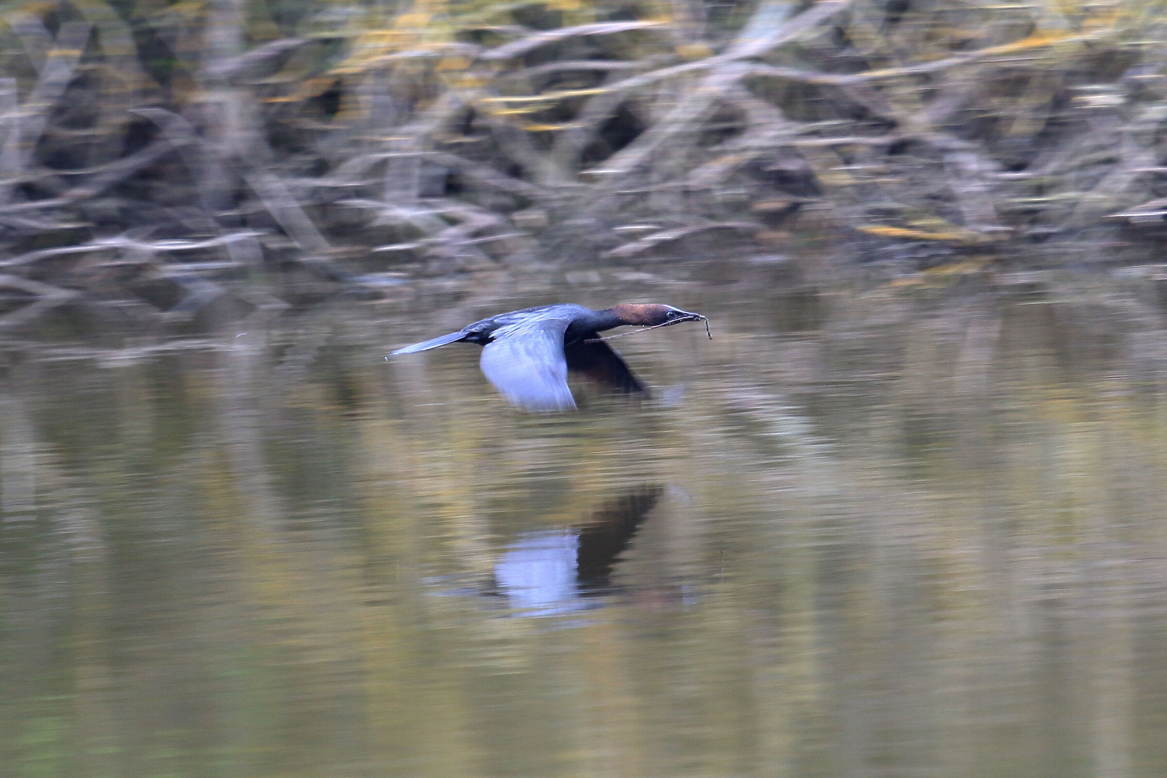 Panning su Cormorano minore