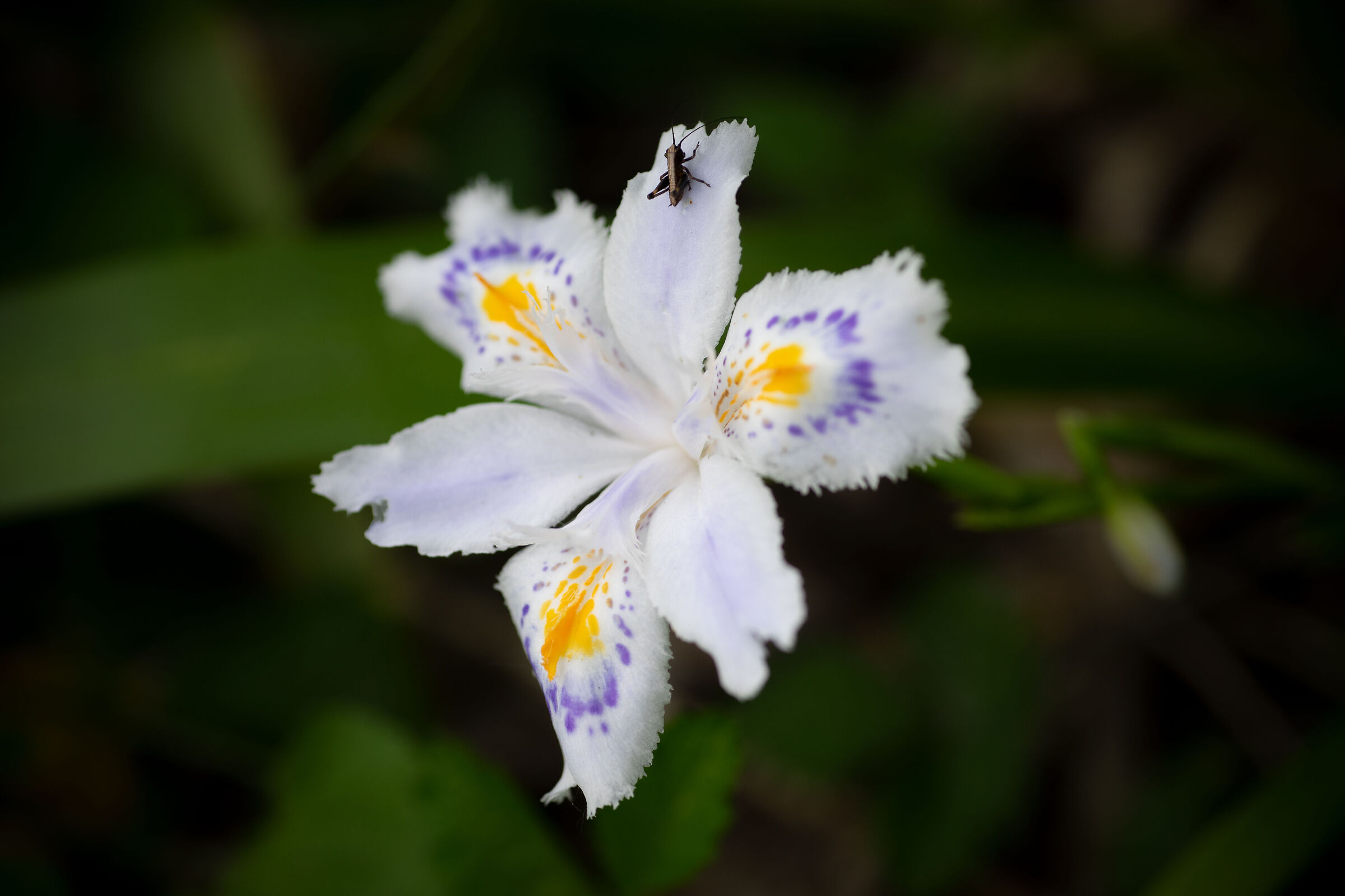 Iris Japonica