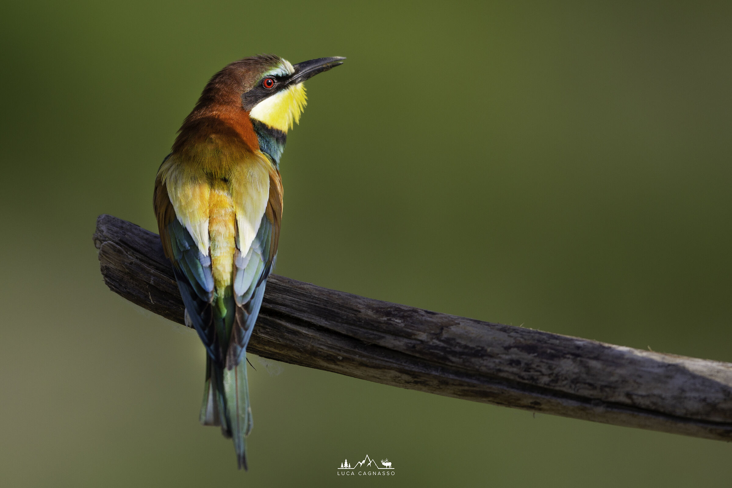 Gruccione (Merops apiaster) su ramo