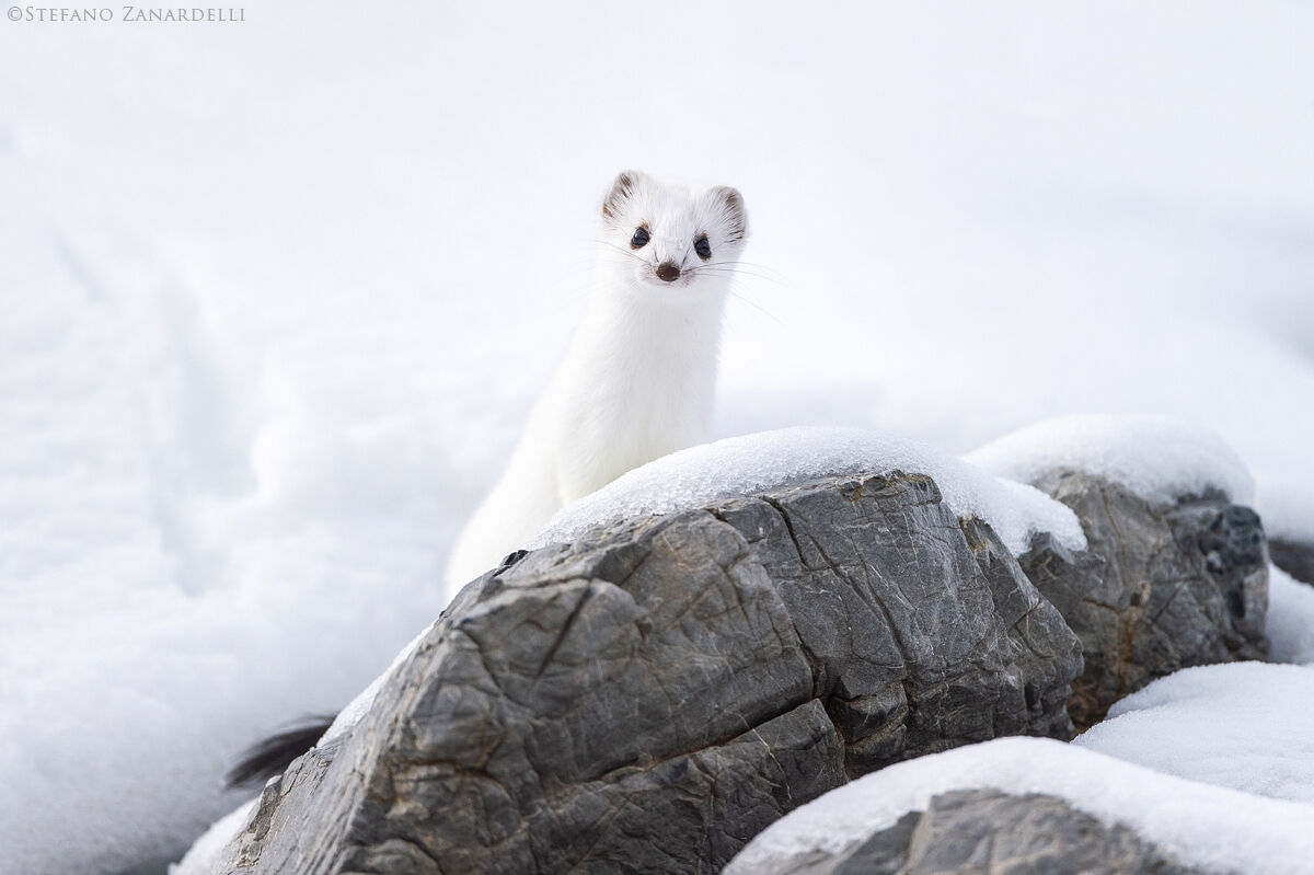 ermine
