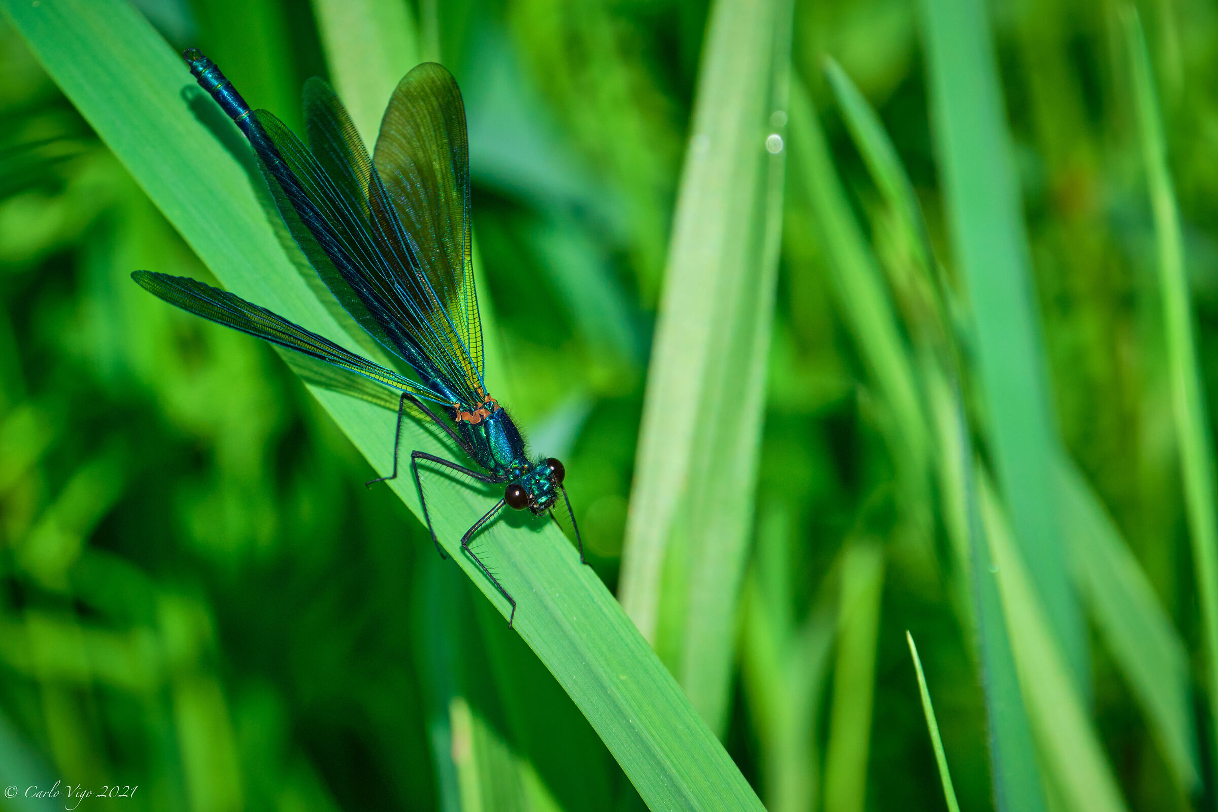 Damigella splendente (Calopteryx splendens)