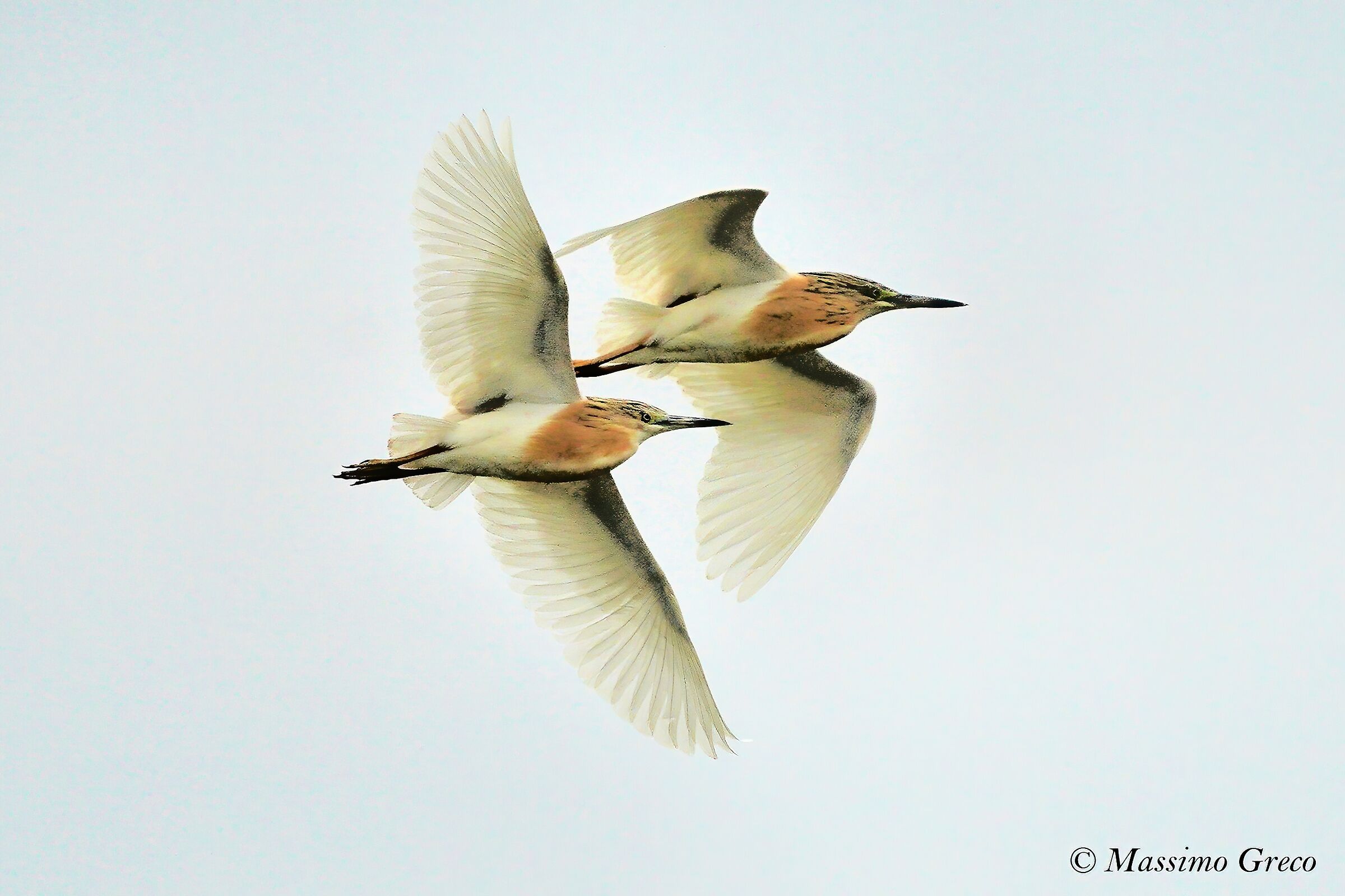 Tufted Sgarza (Ardeola ralloides)