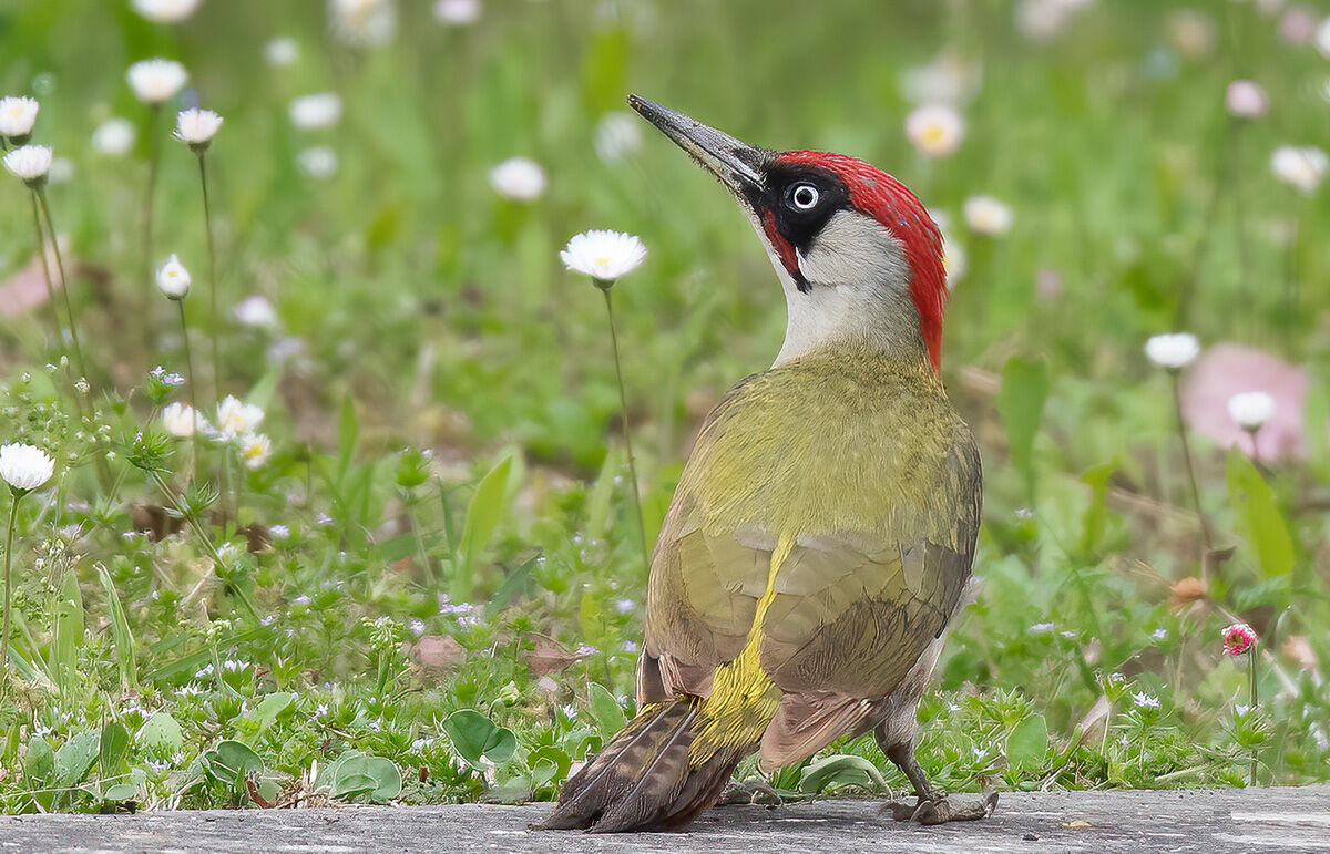 Male Green Woodpecker (Picus virdis)