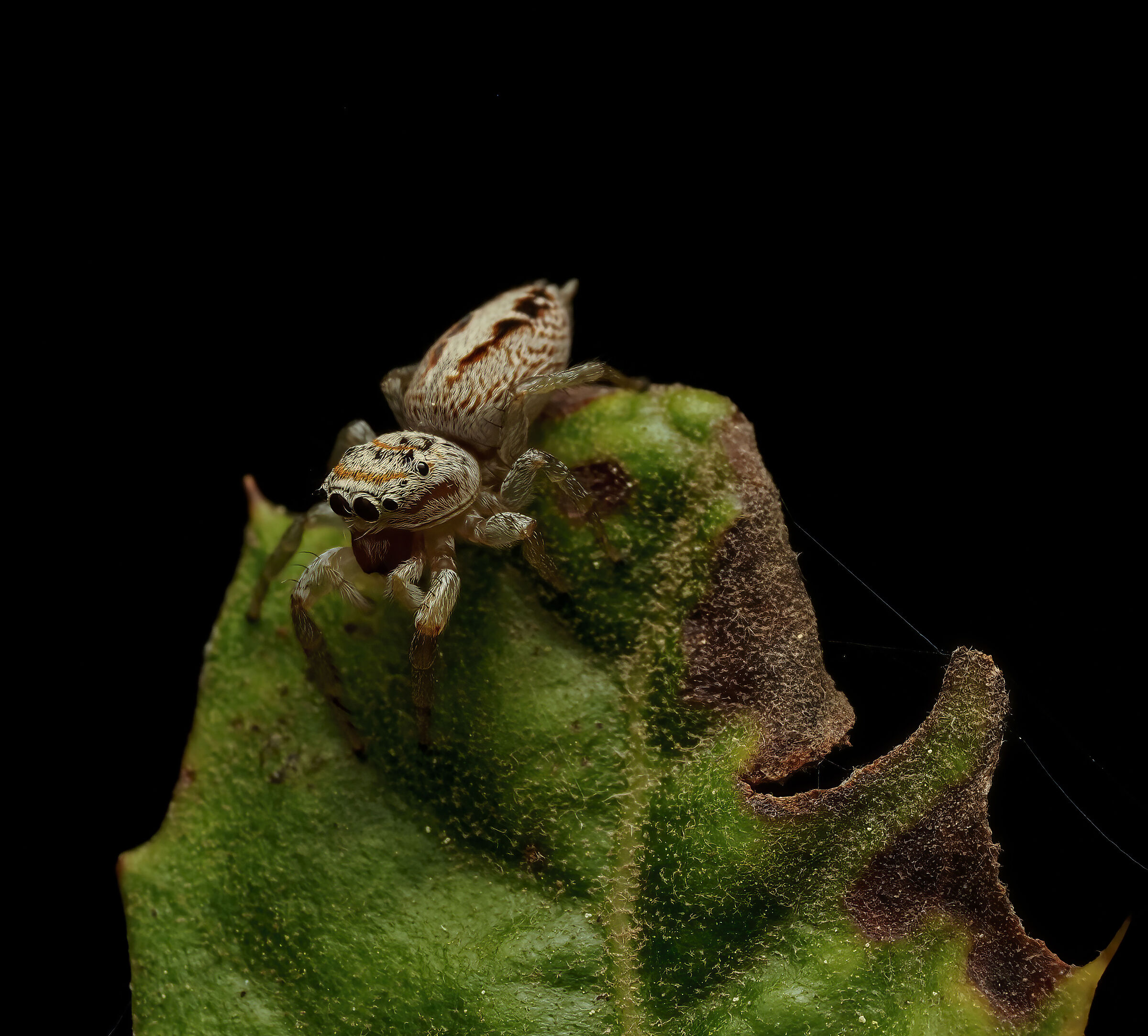 Un bel salticidae