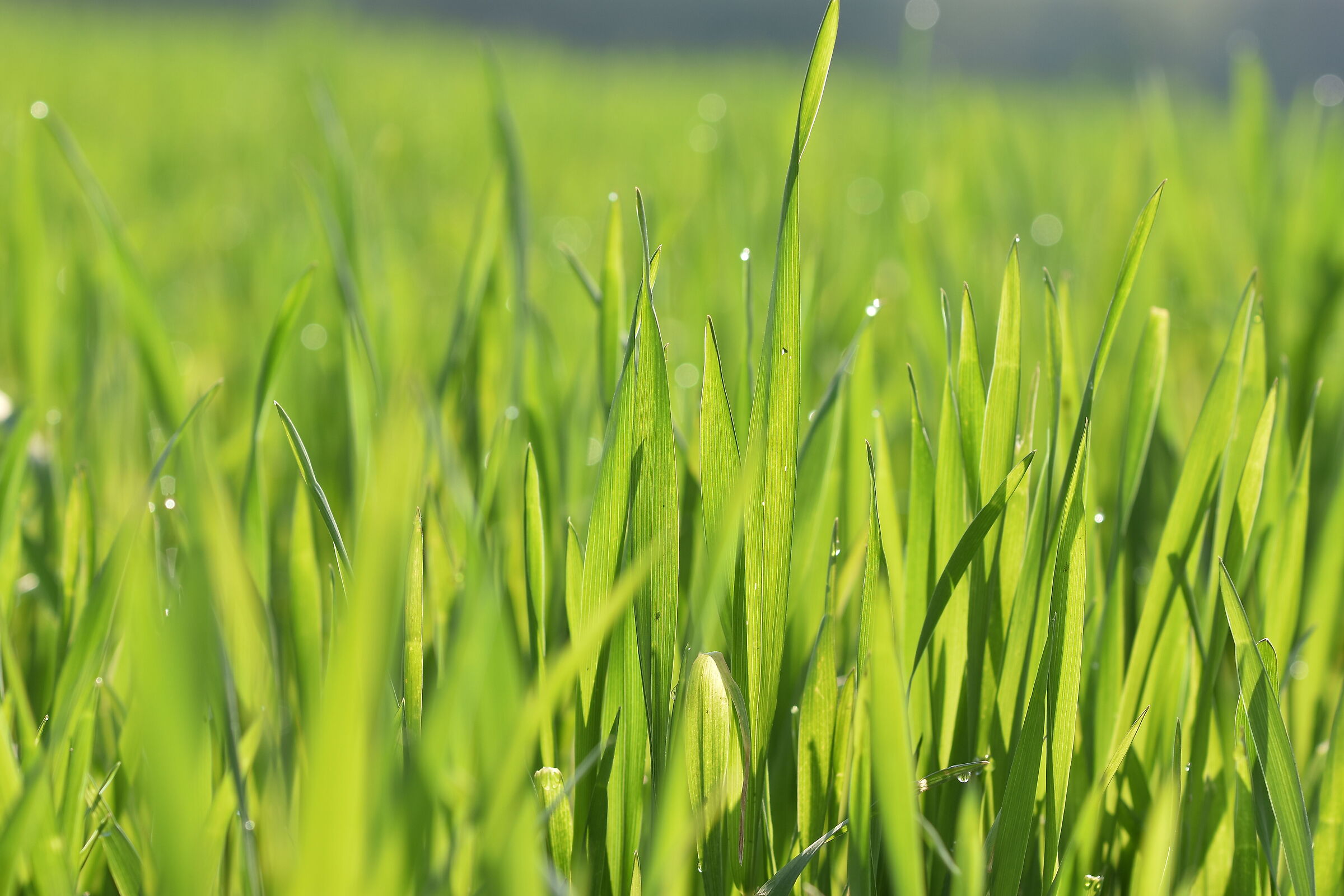 Contrasti controluce