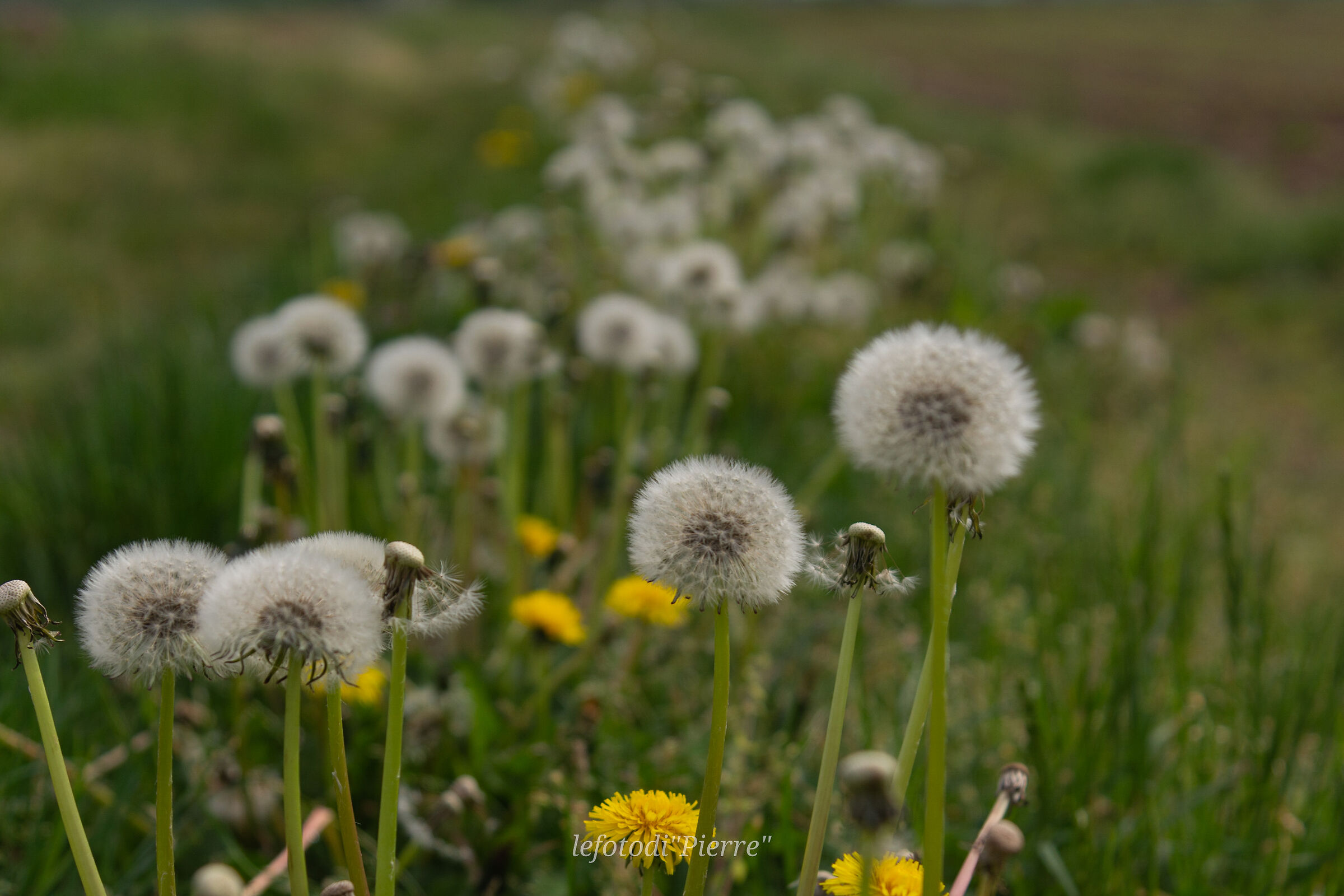 "Dandelion Road"