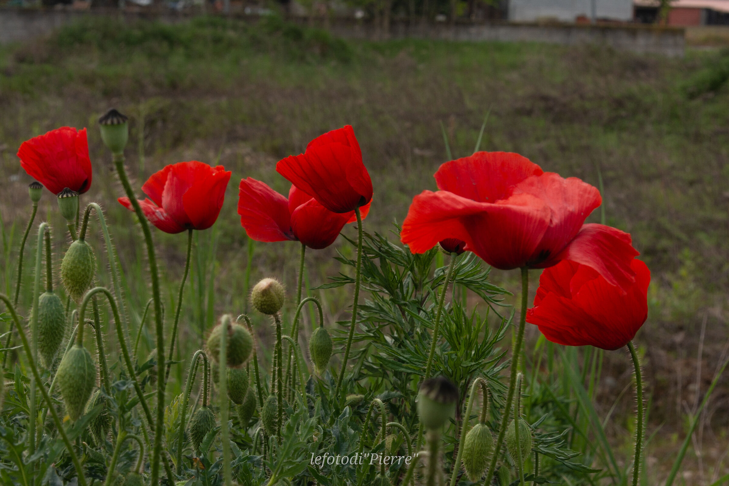 Poppies, 19