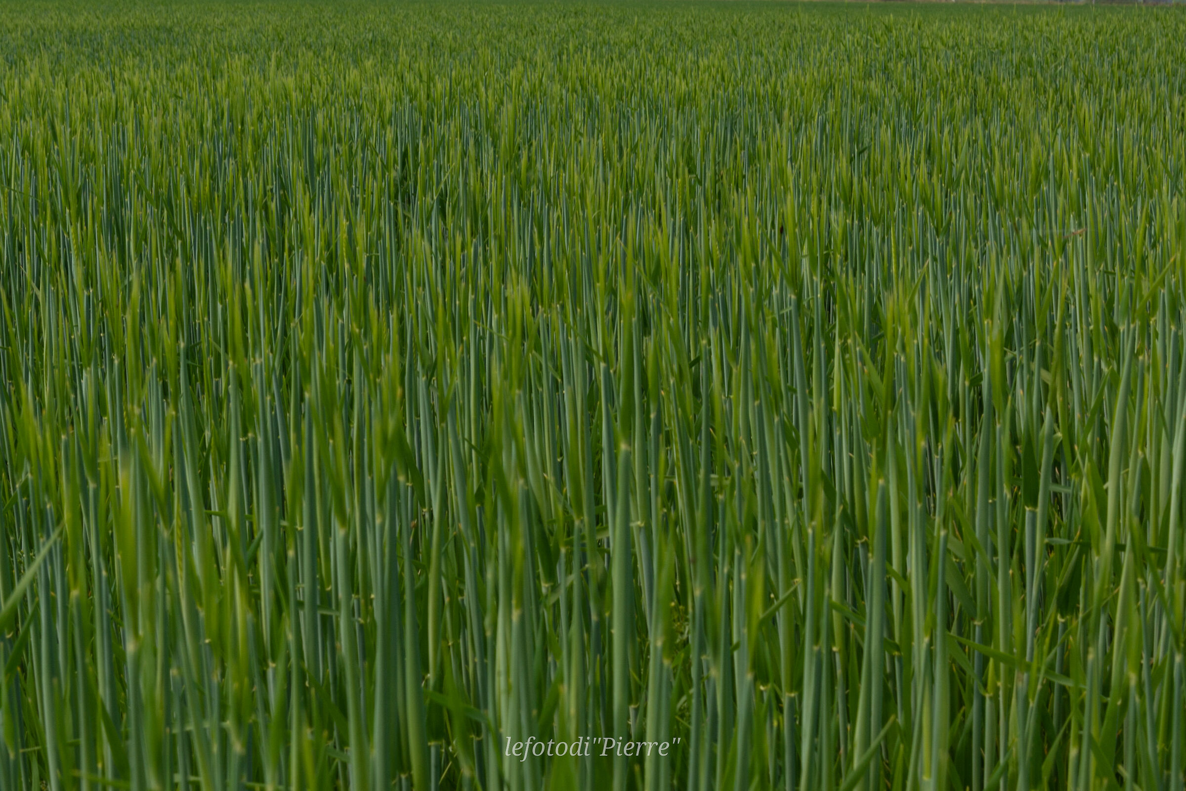All green